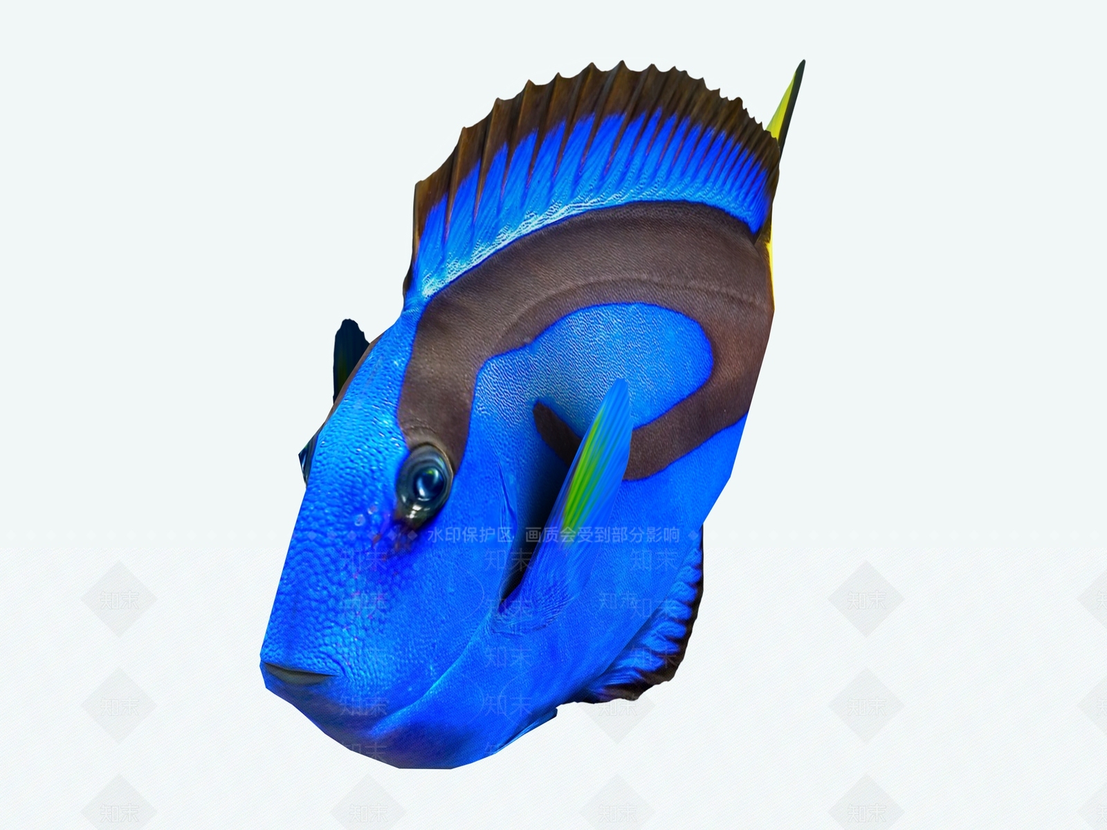 热带鱼3D模型下载【ID:1155009307】