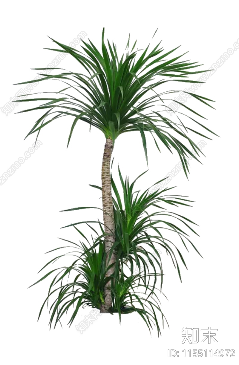 PSD免抠龙须树朱蕉龙血树山海带龙须铁下载【ID:1155114972】undefined