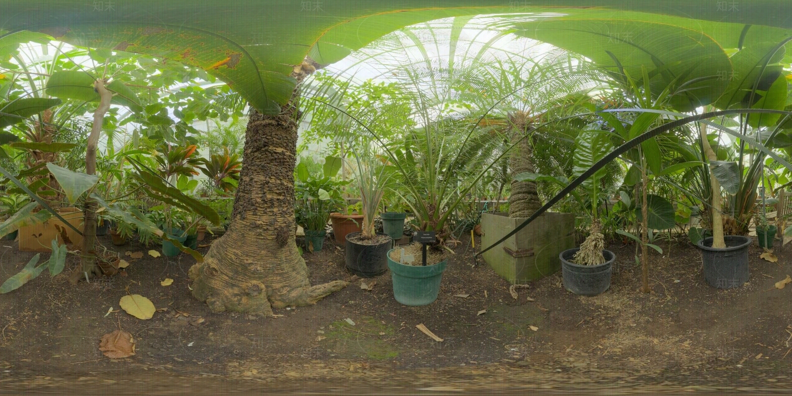 HDR户外自然植物绿植场景贴图下载【ID:1155209511】