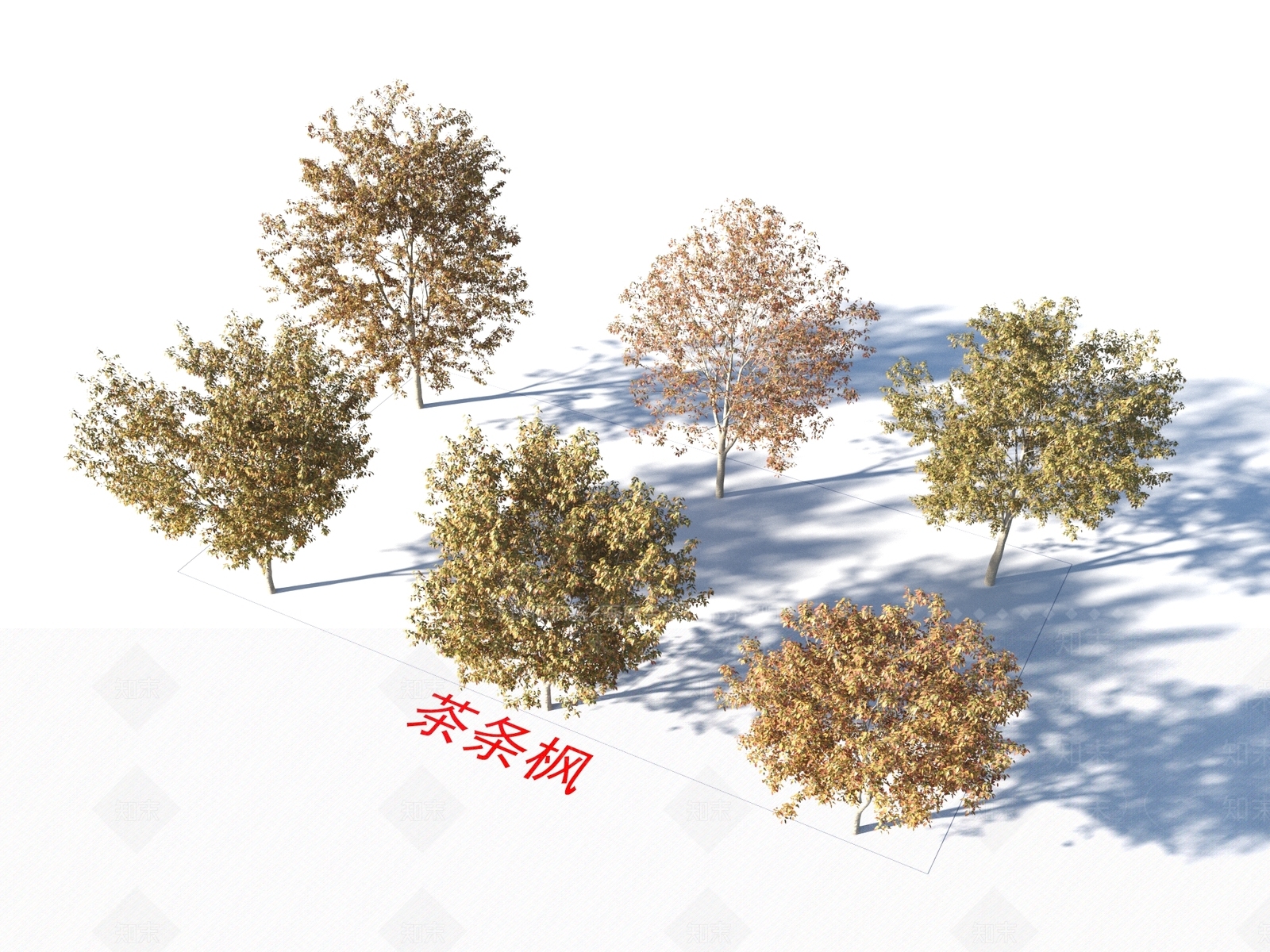 茶条枫3D模型下载【ID:1155311698】