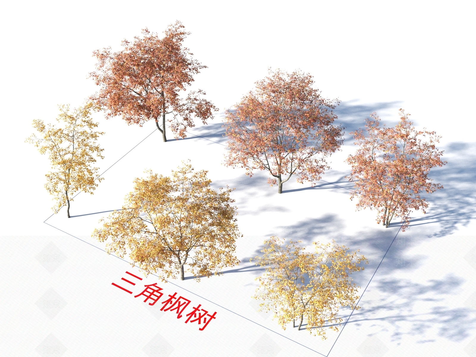 三角枫树3D模型下载【ID:1155324200】