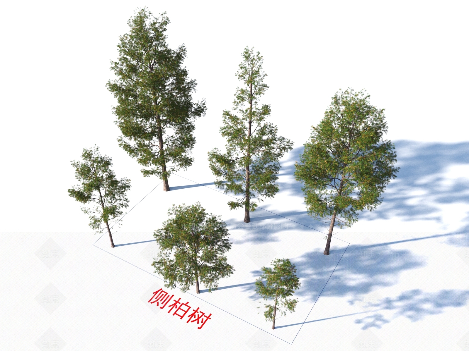 侧柏树3D模型下载【ID:1155408283】