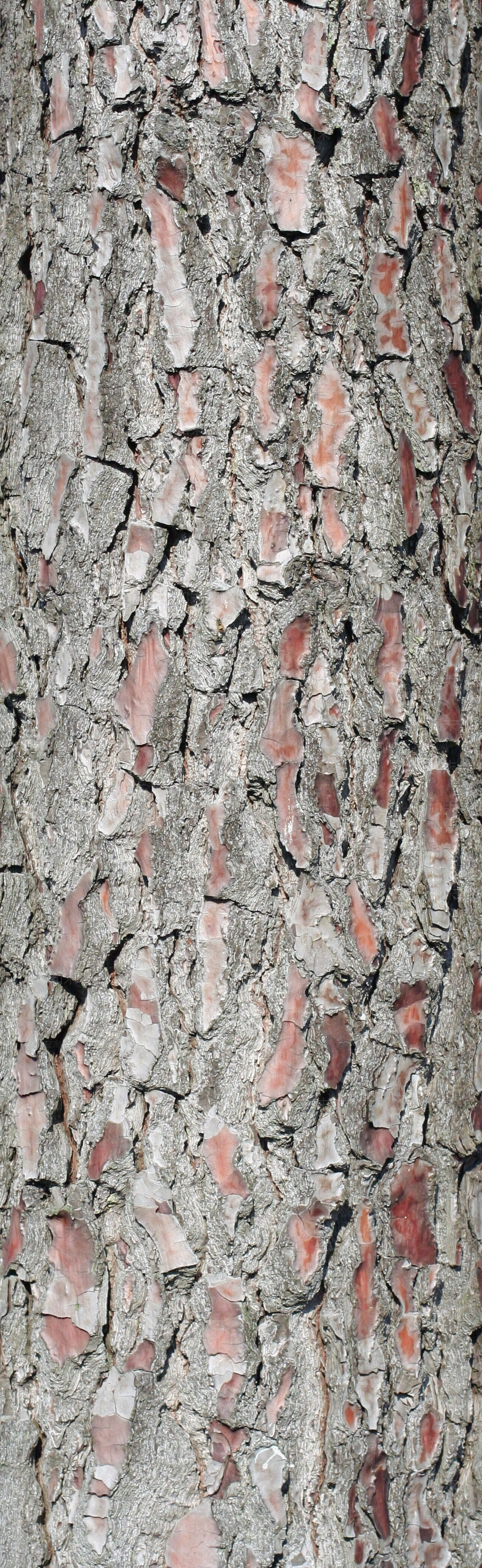 自然树皮树干纹理贴图下载【ID:1155408926】