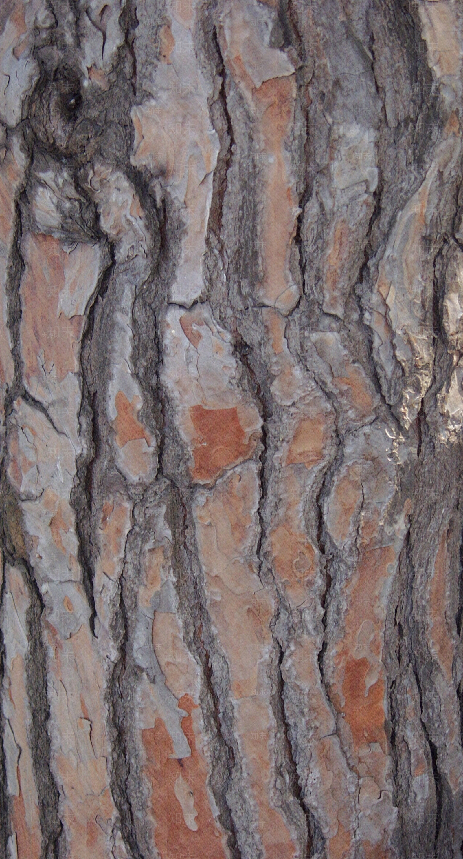 自然树皮树干纹理贴图下载【ID:1155409282】