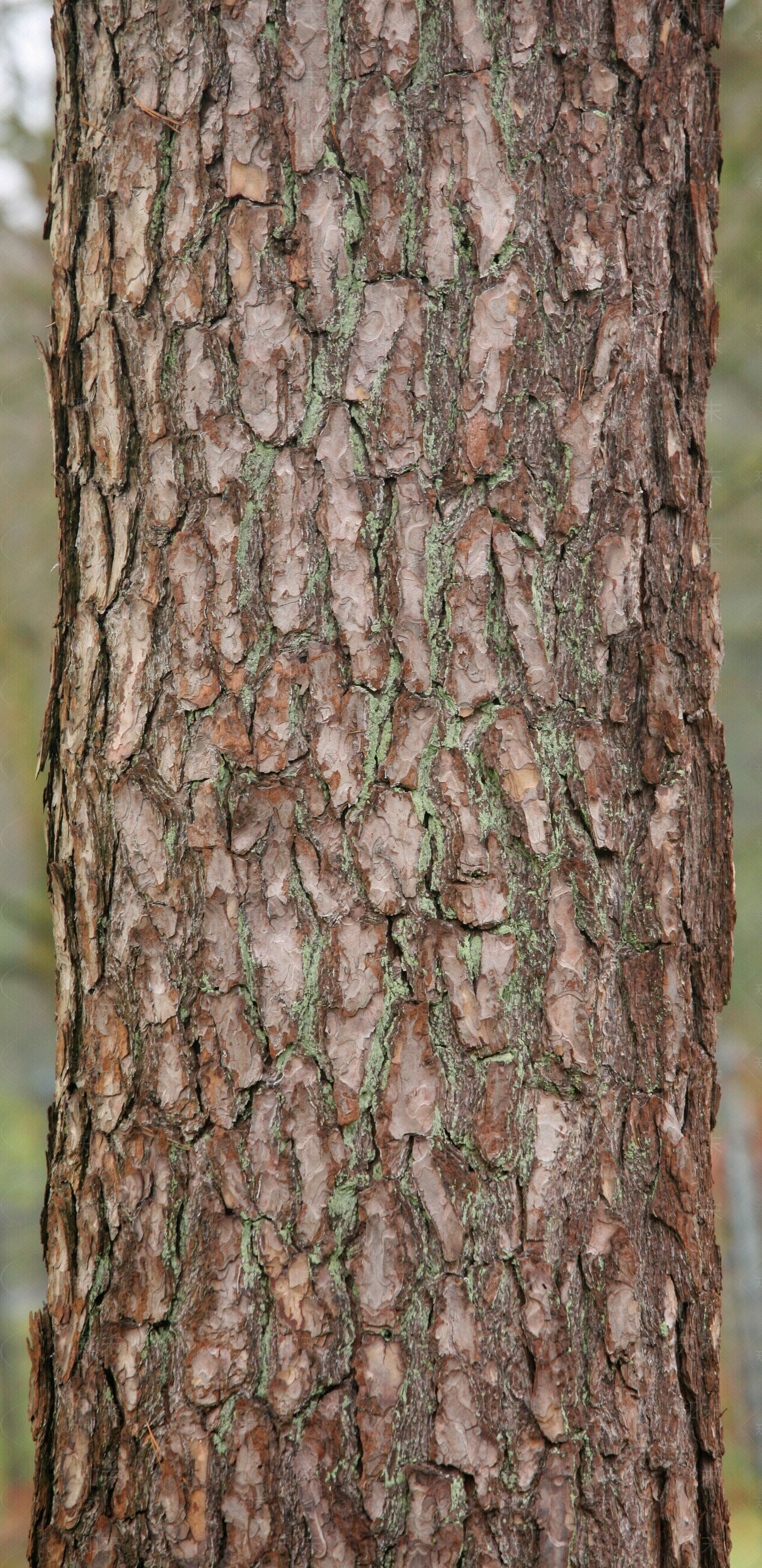 自然树皮树干纹理贴图下载【ID:1155409447】