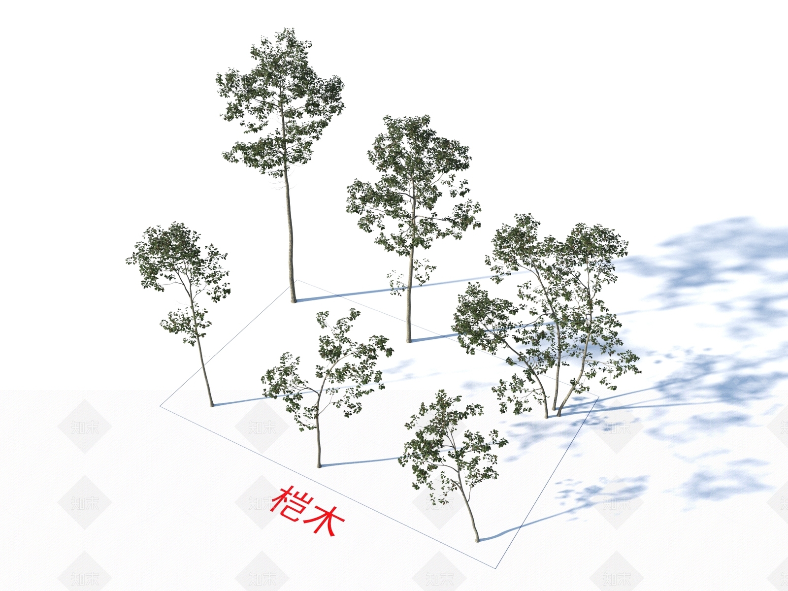 桤木3D模型下载【ID:1155440737】