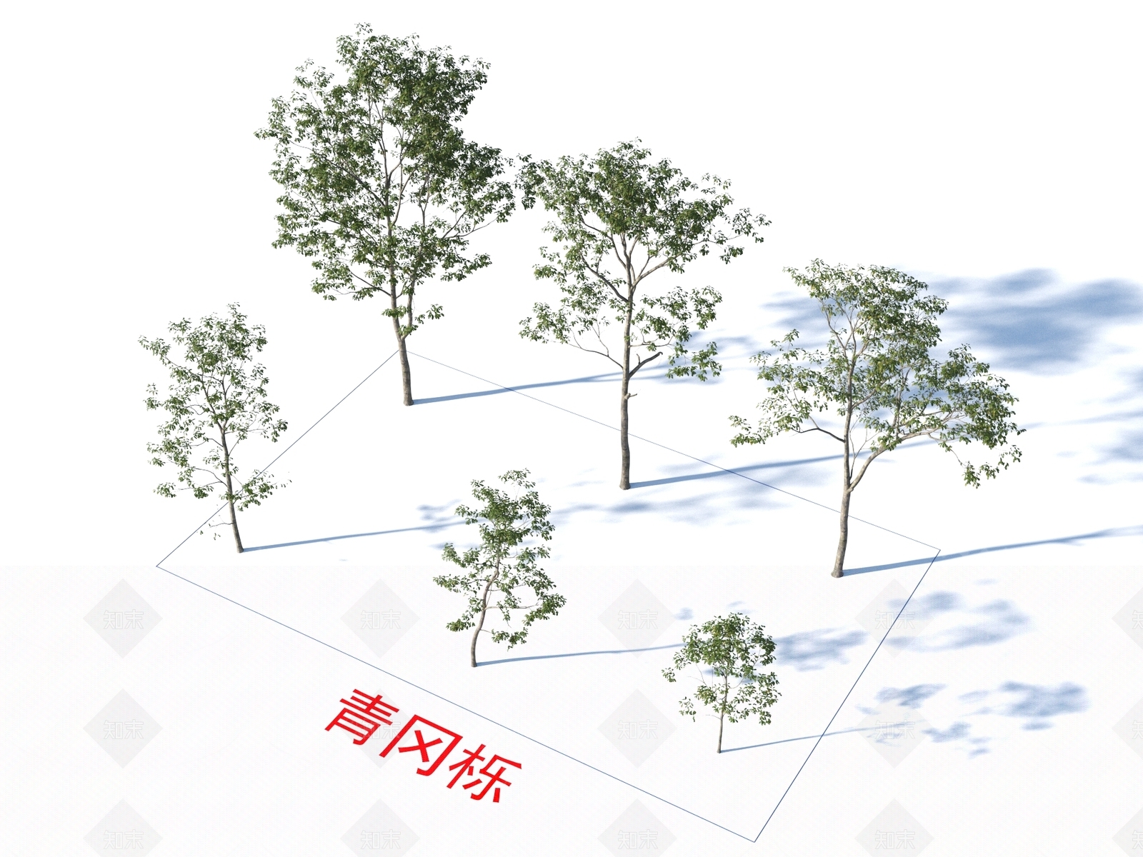 青冈栎3D模型下载【ID:1155441974】