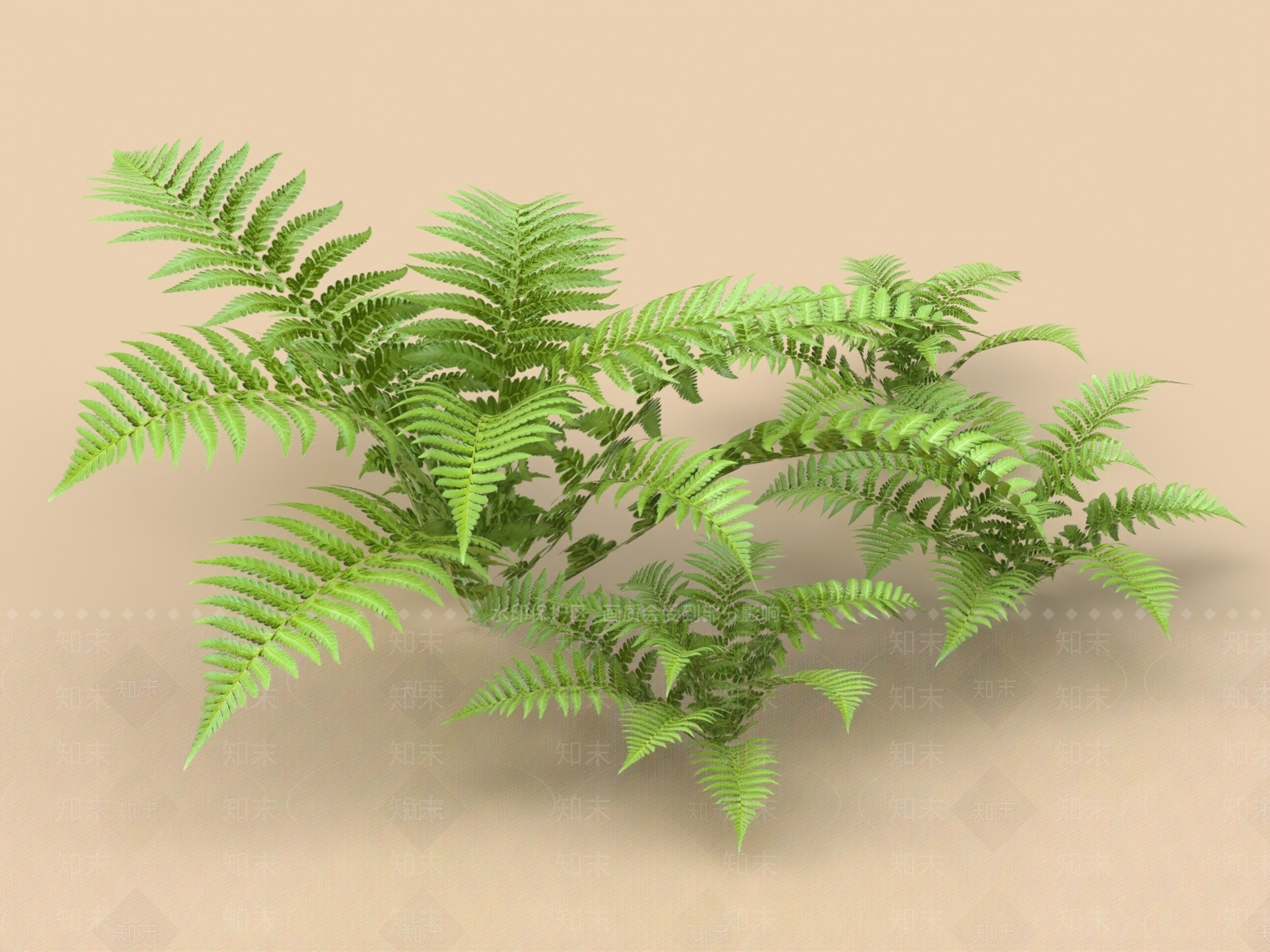 蕨类植物3D模型下载【ID:1155522603】