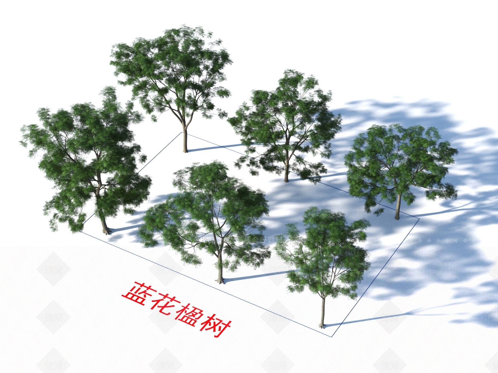 蓝花楹树3D模型下载【ID:1155528759】