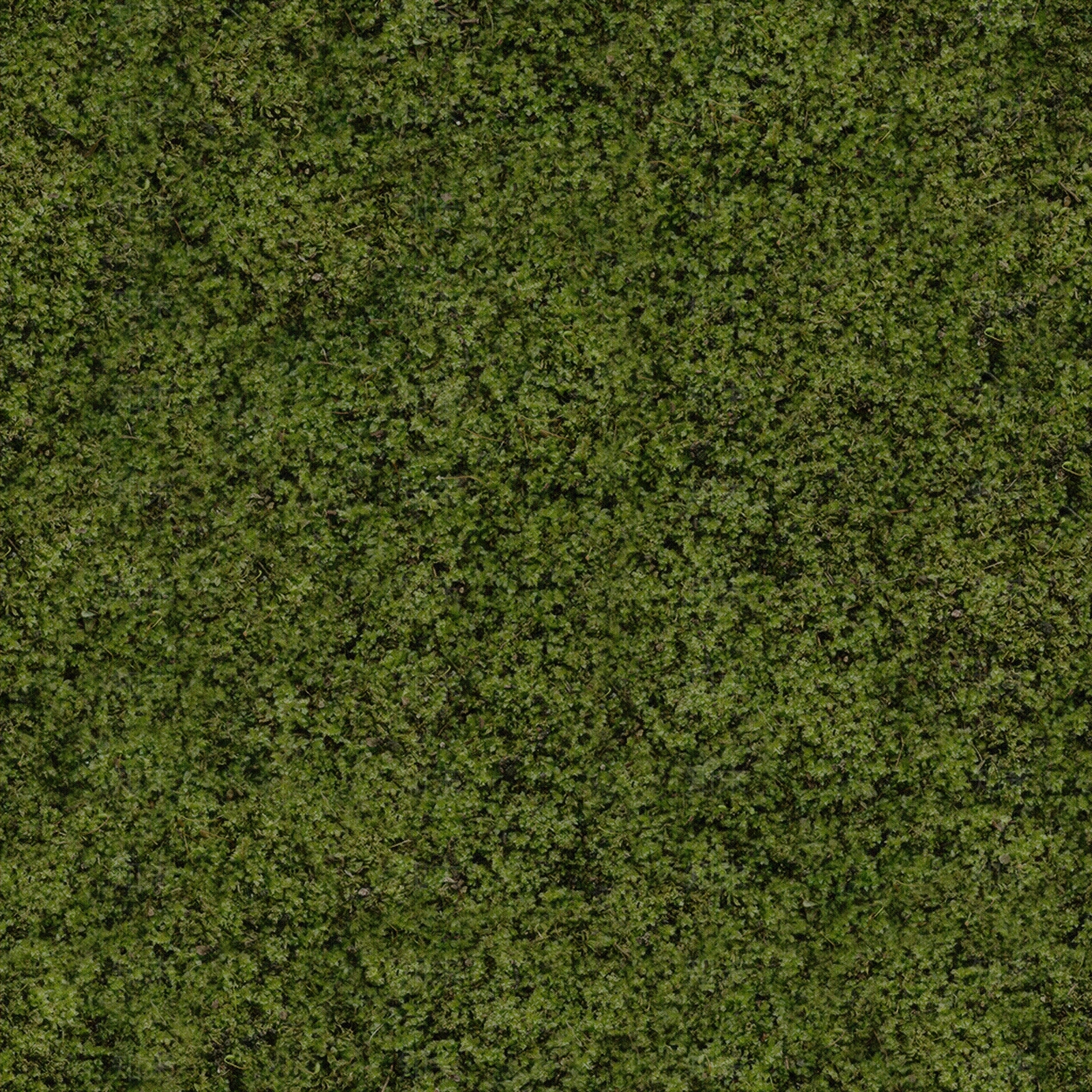 无缝草坪植物墙贴图下载【ID:1155560065】