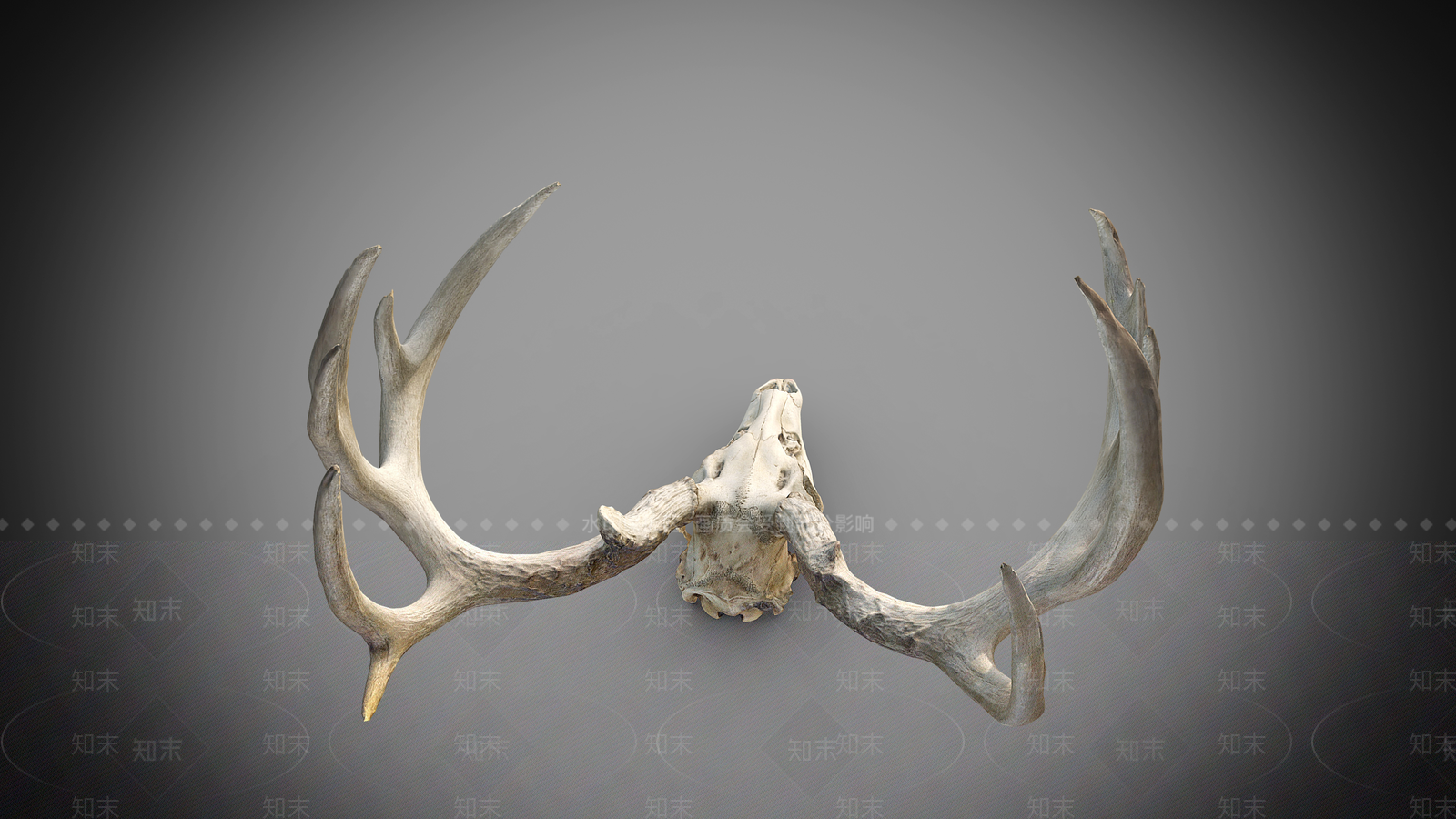 现代动物头骨摆件3D模型下载【ID:1155744480】