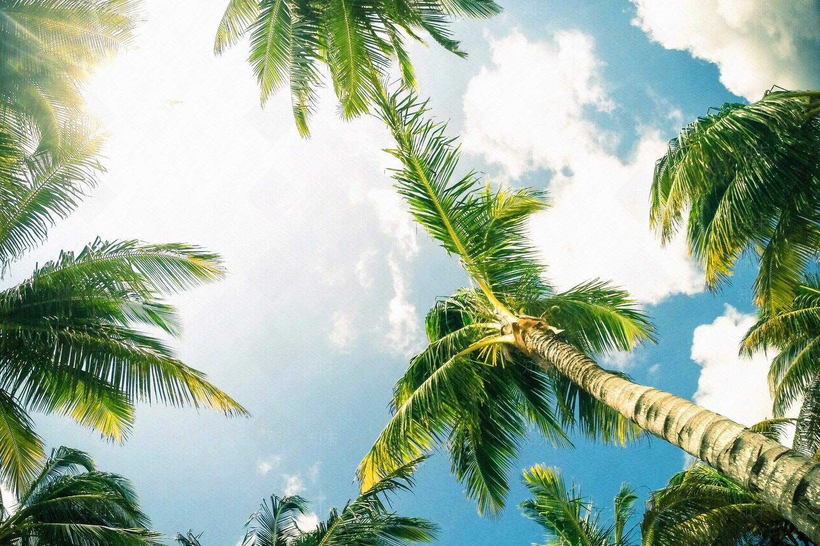 棕榈树白天天空贴图下载【ID:1155786943】