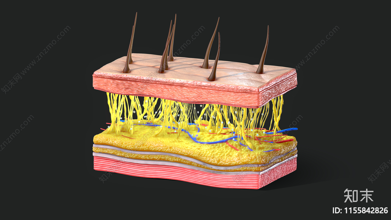 皮肤横截面3D模型下载【ID:1155842826】