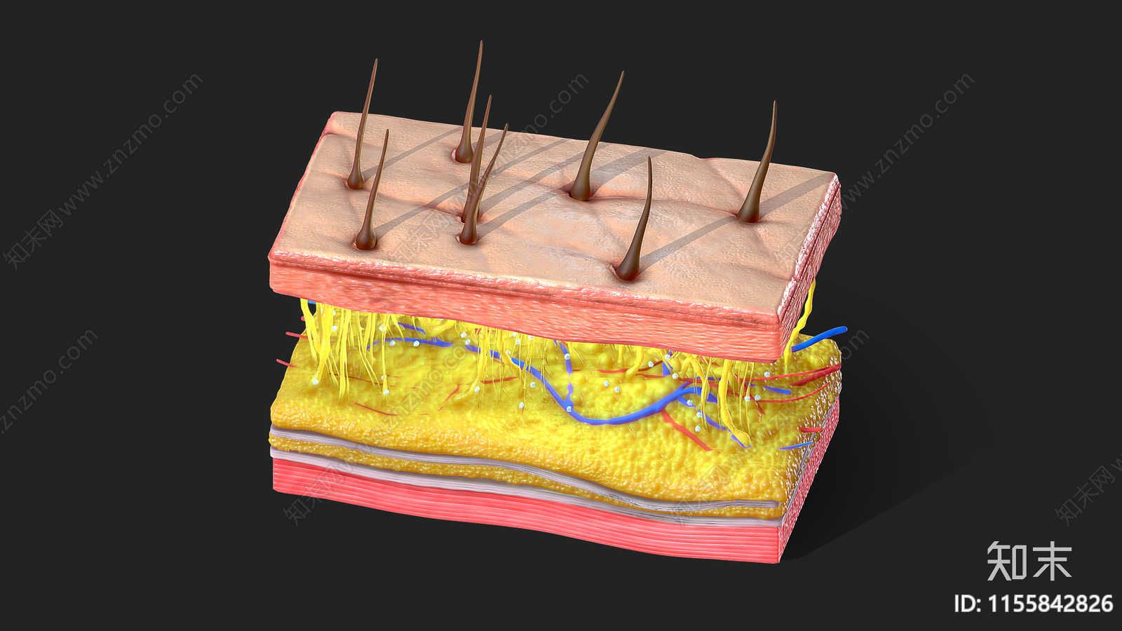 皮肤横截面3D模型下载【ID:1155842826】