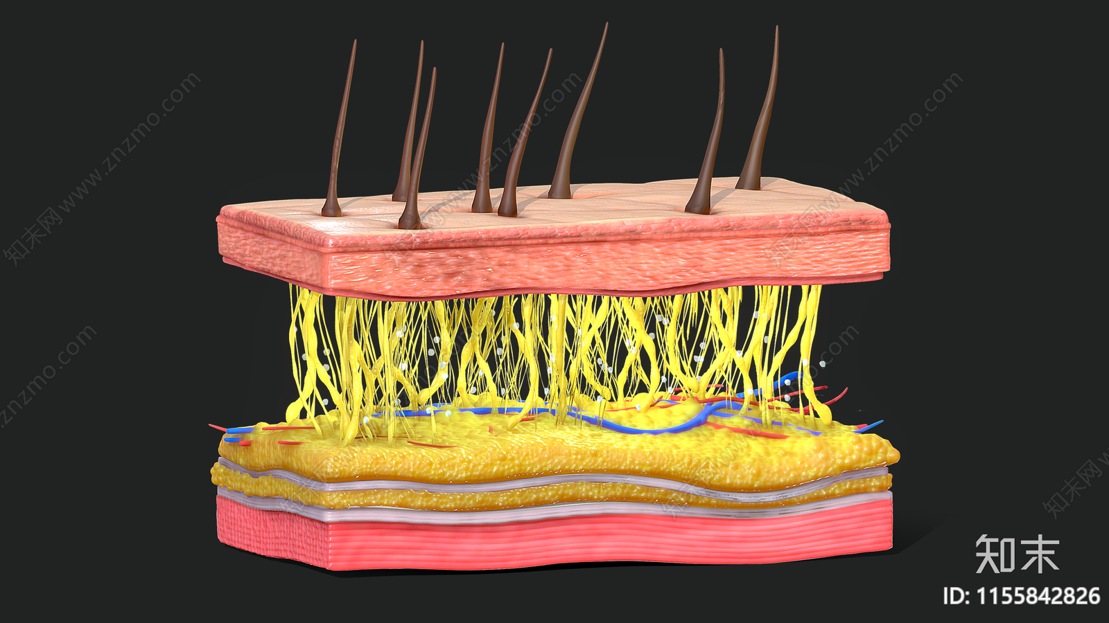 皮肤横截面3D模型下载【ID:1155842826】