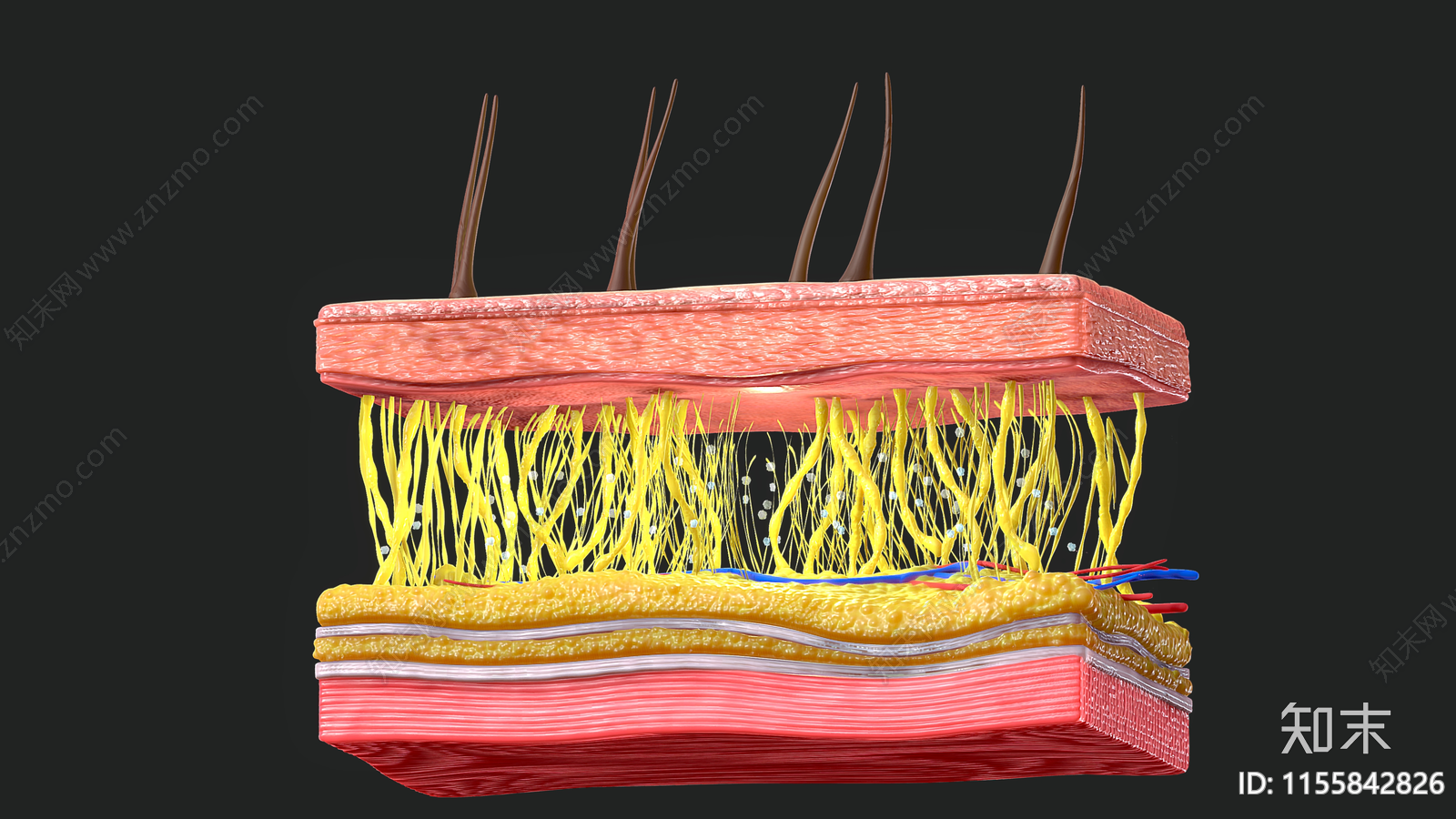 皮肤横截面3D模型下载【ID:1155842826】