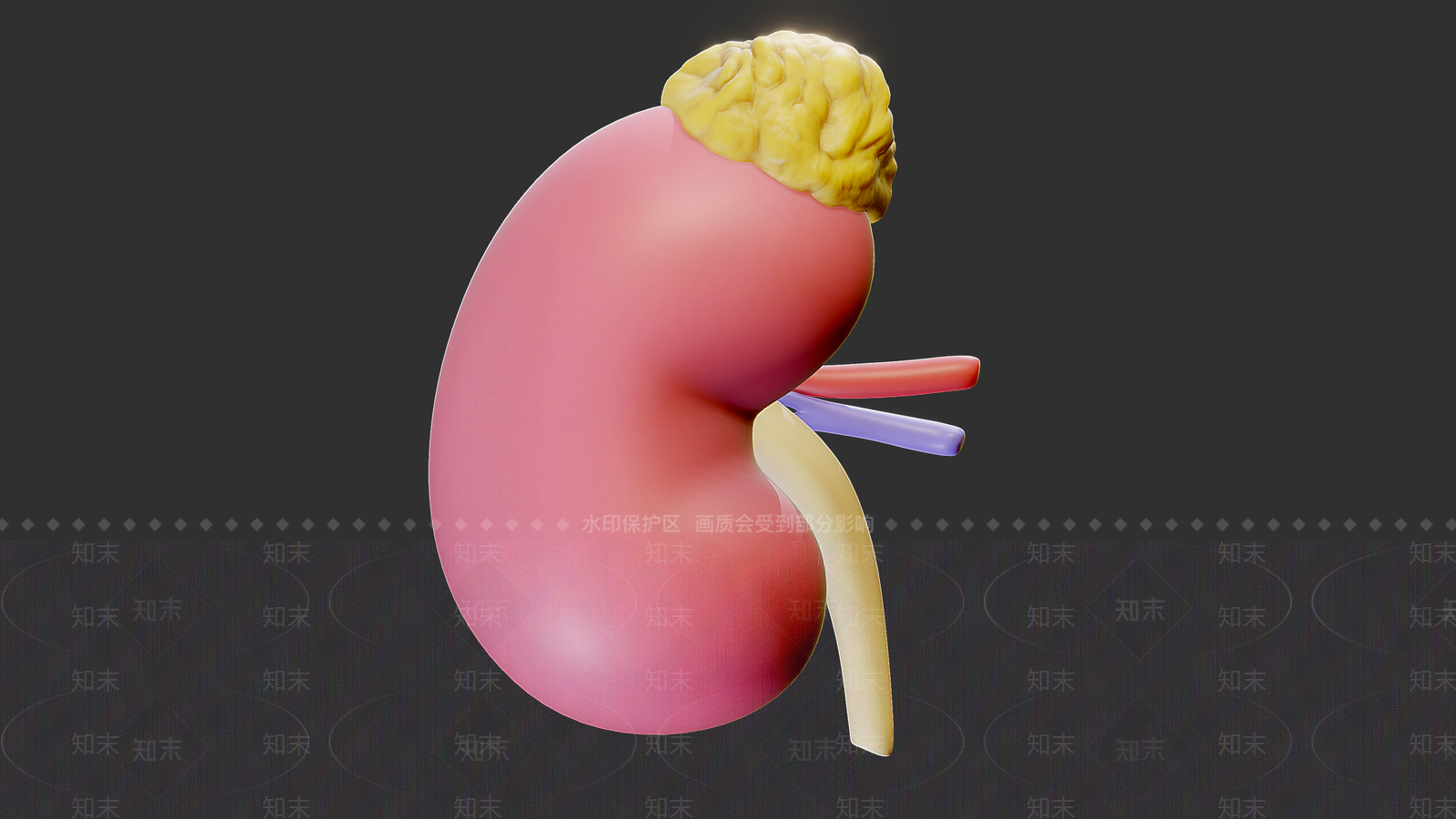肾脏解剖横截面3D模型下载【ID:1155843159】