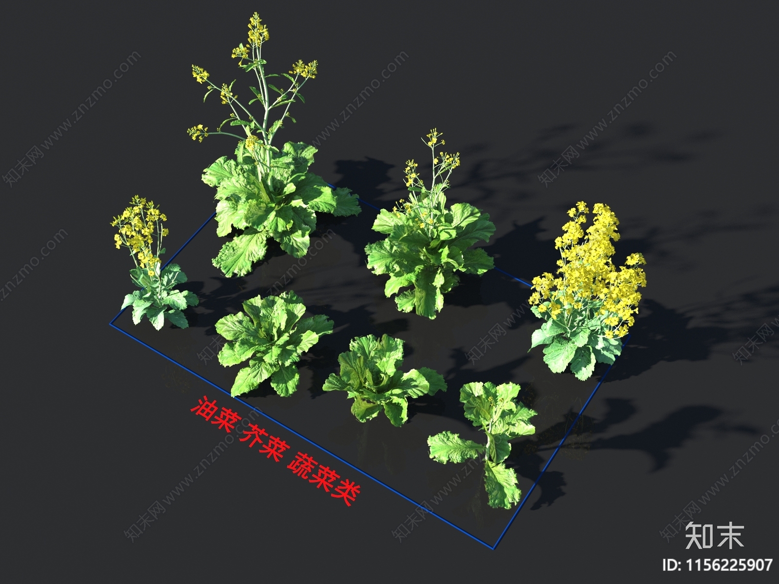 油菜3D模型下载【ID:1156225907】