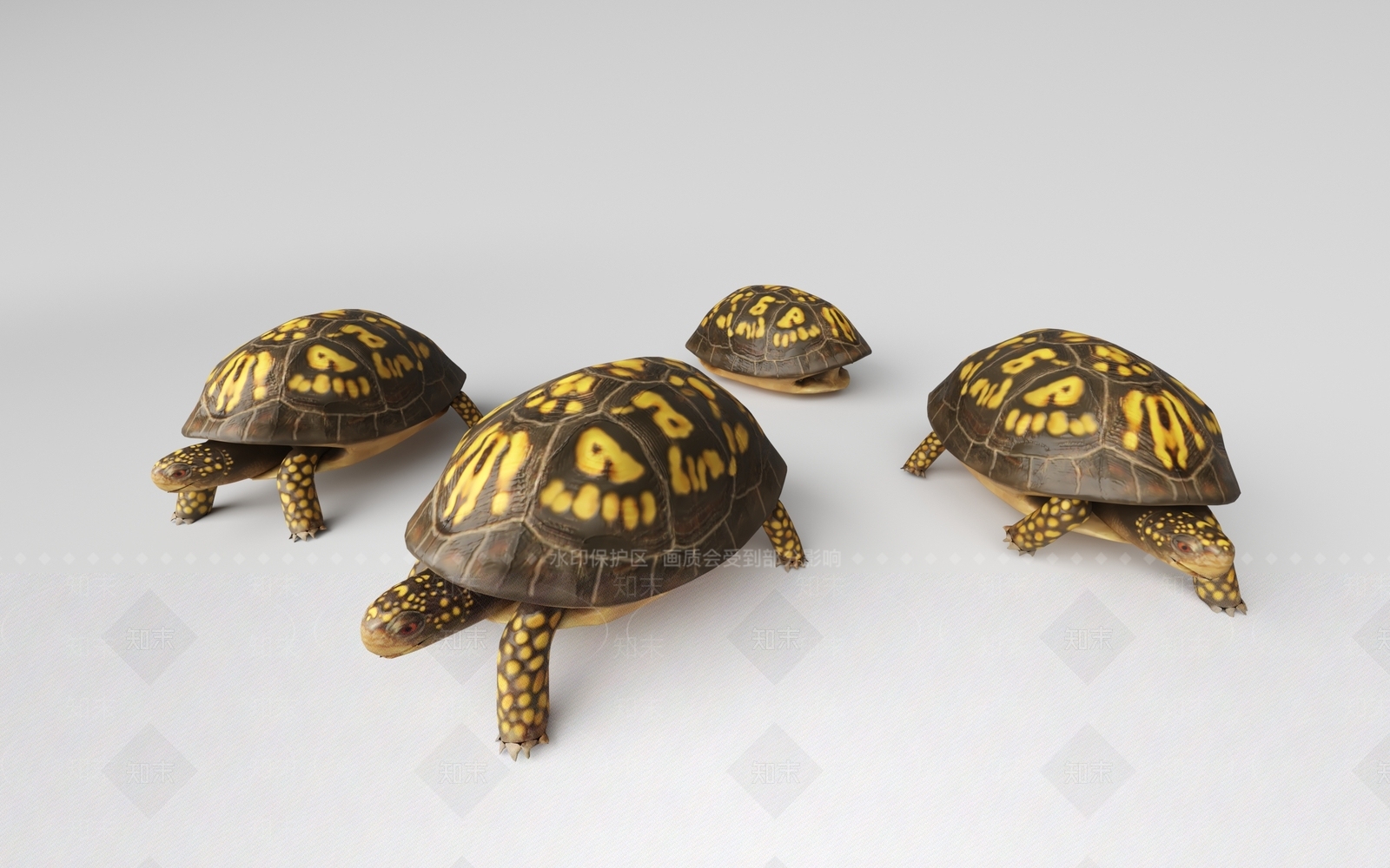 海龟3D模型下载【ID:1155891199】