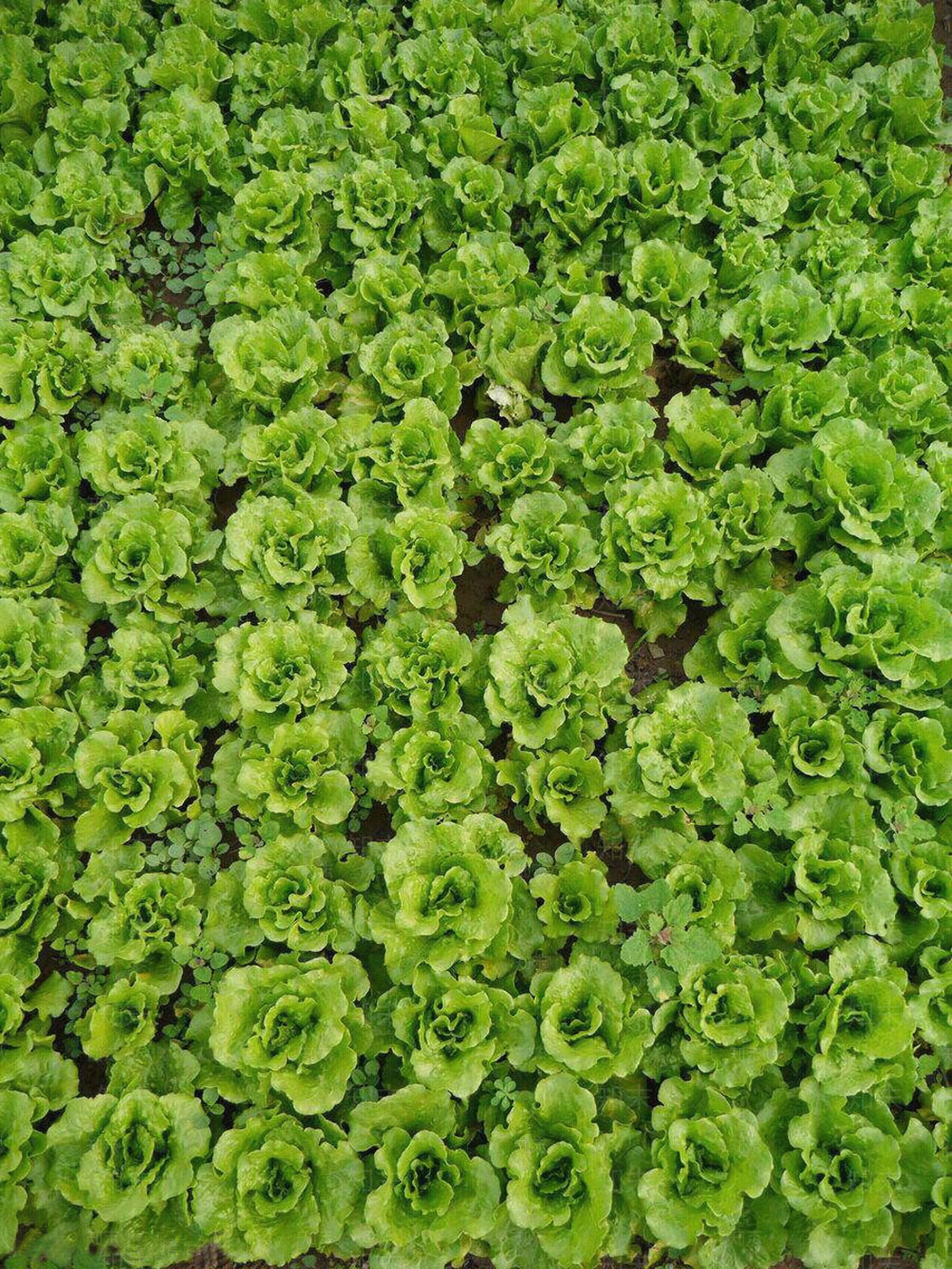 农田菜地平面贴图下载【ID:1155939685】