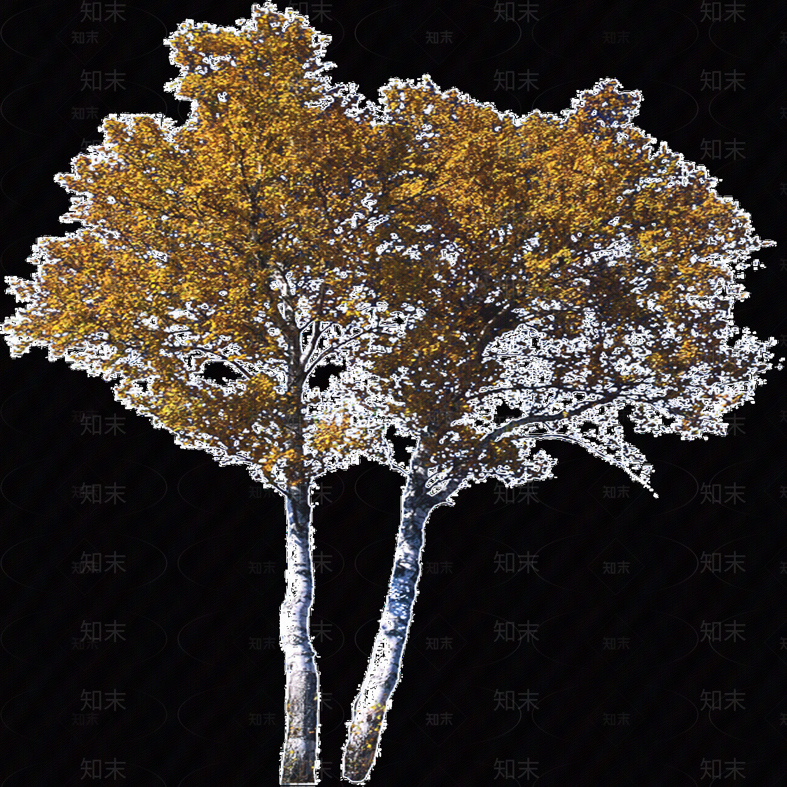 PNG免抠白桦（落叶植物）贴图下载【ID:1155957613】