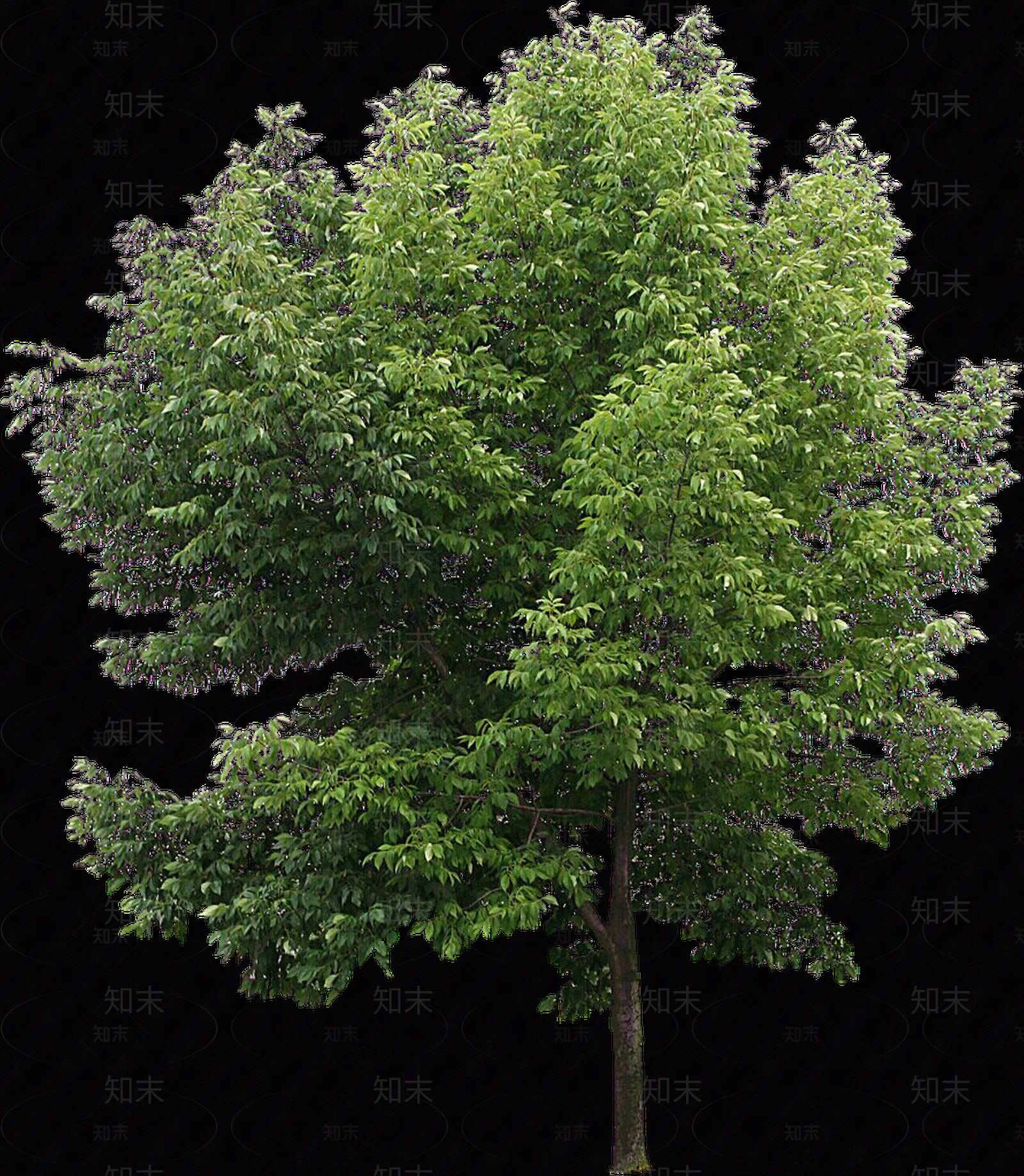 PNG免抠白蜡（落叶植物）贴图下载【ID:1155958158】