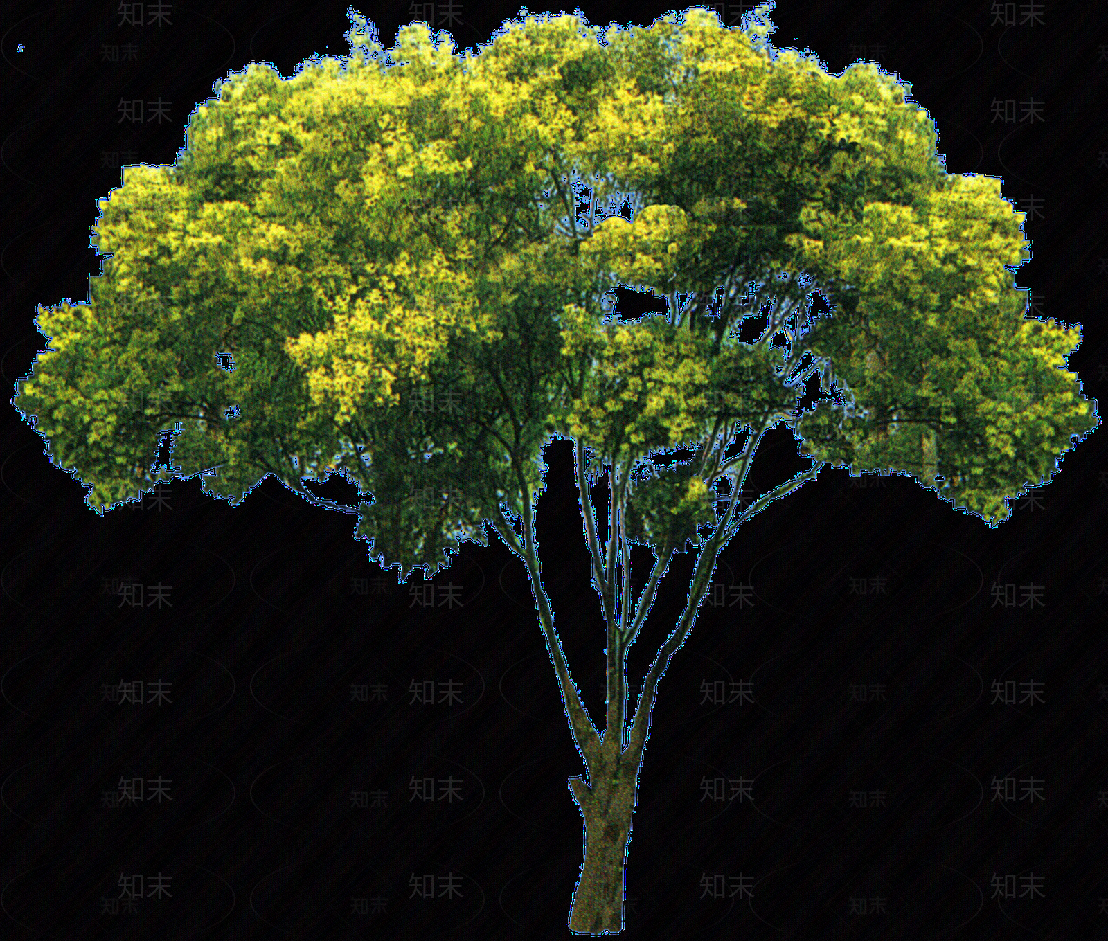 PNG免抠白蜡（落叶植物）贴图下载【ID:1155958215】