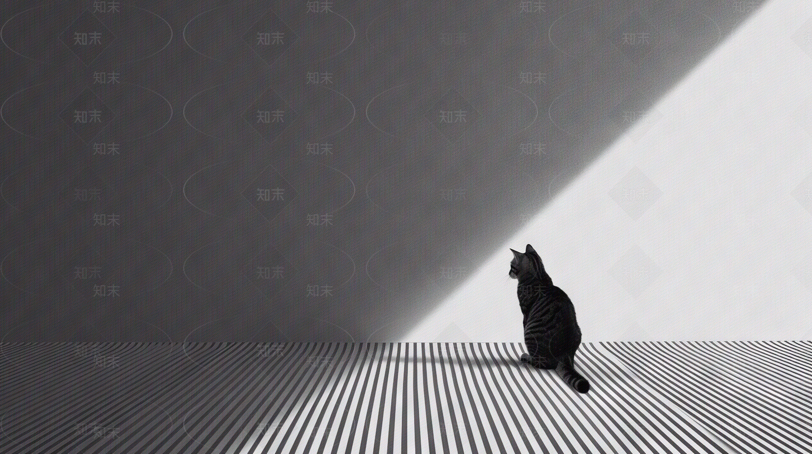 黑白室内宠物壁纸贴图下载【ID:1156044500】