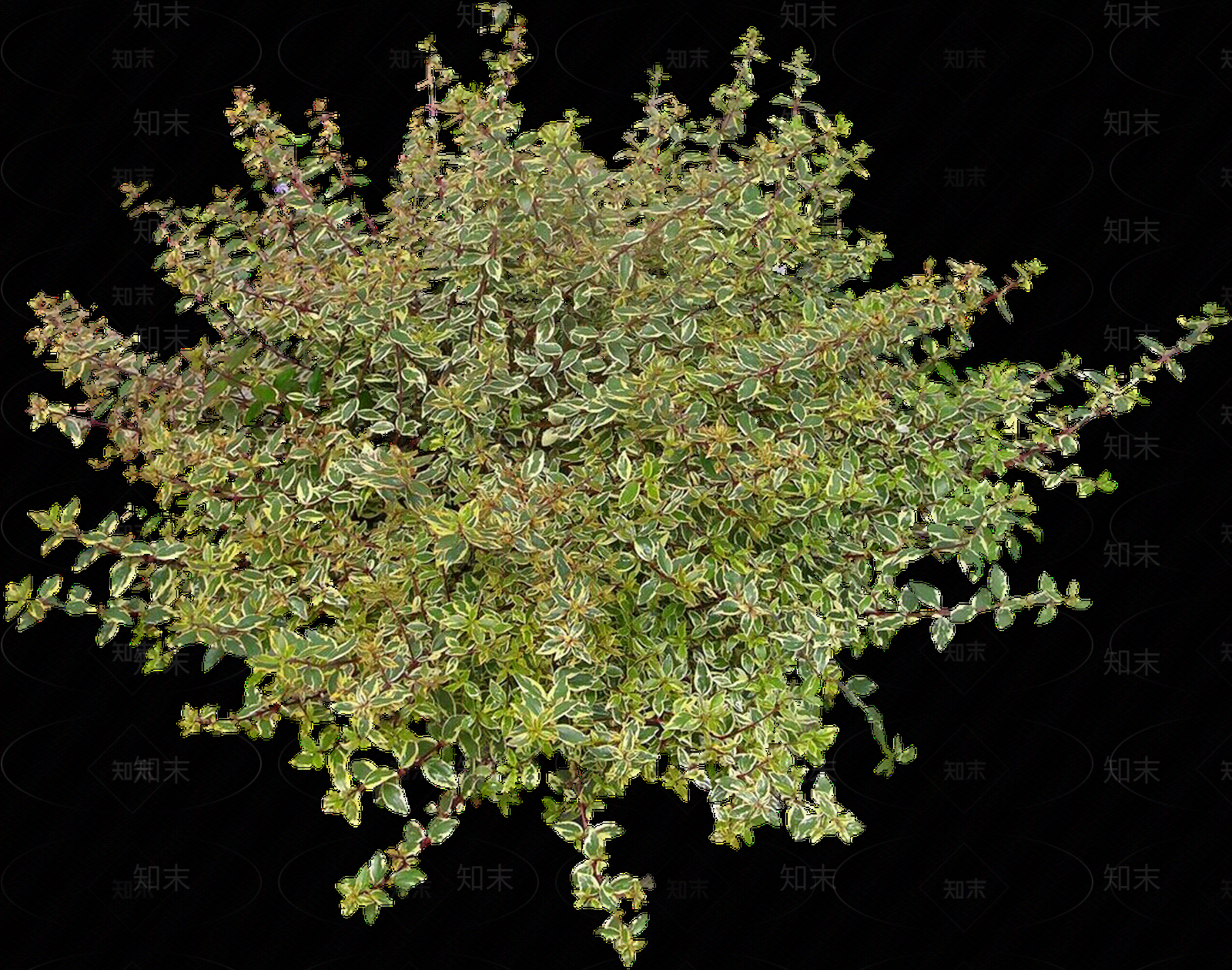 PNG免抠大花六道木贴图下载【ID:1156050848】