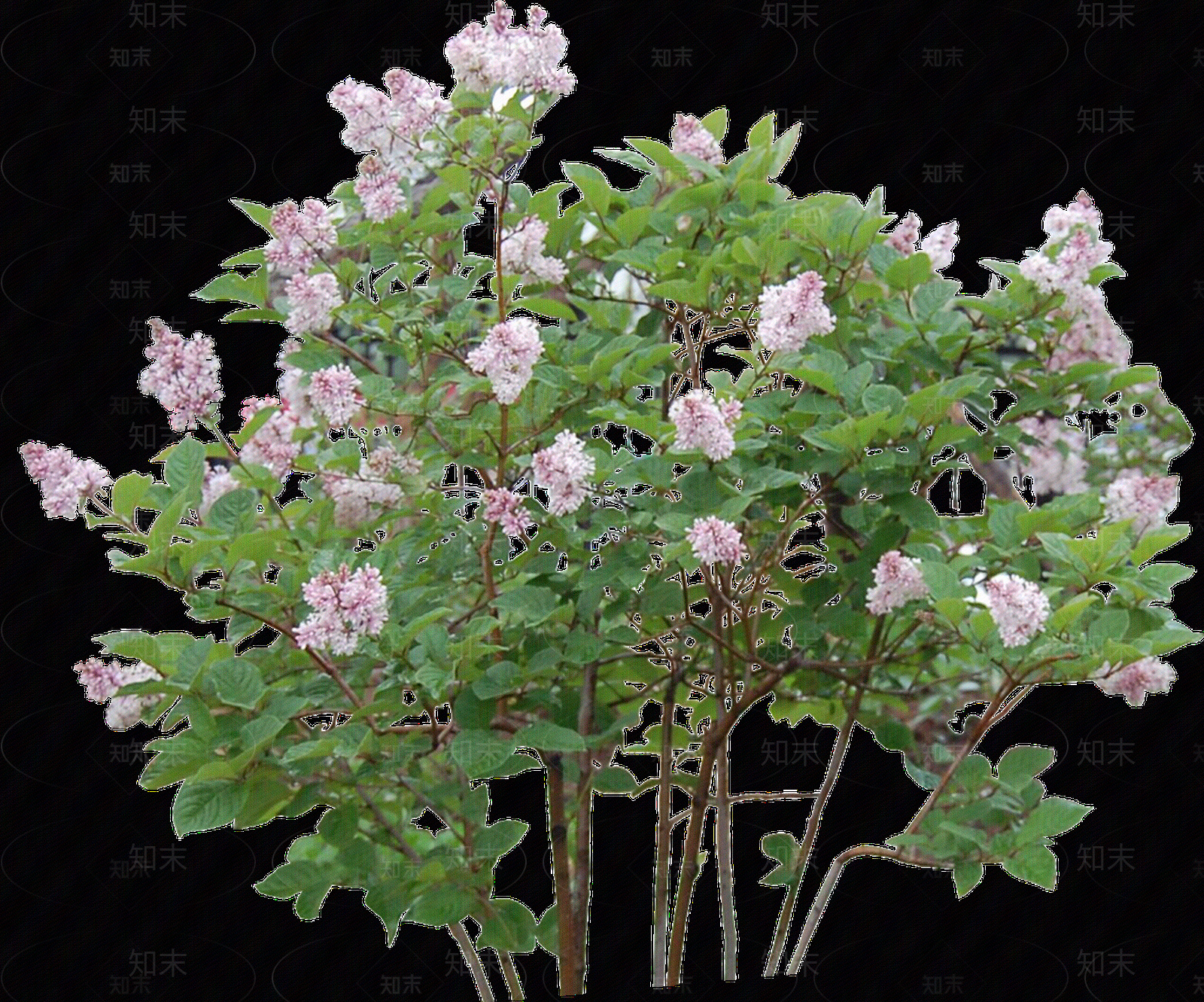 PNG免抠丁香（落叶灌木）贴图下载【ID:1156053267】
