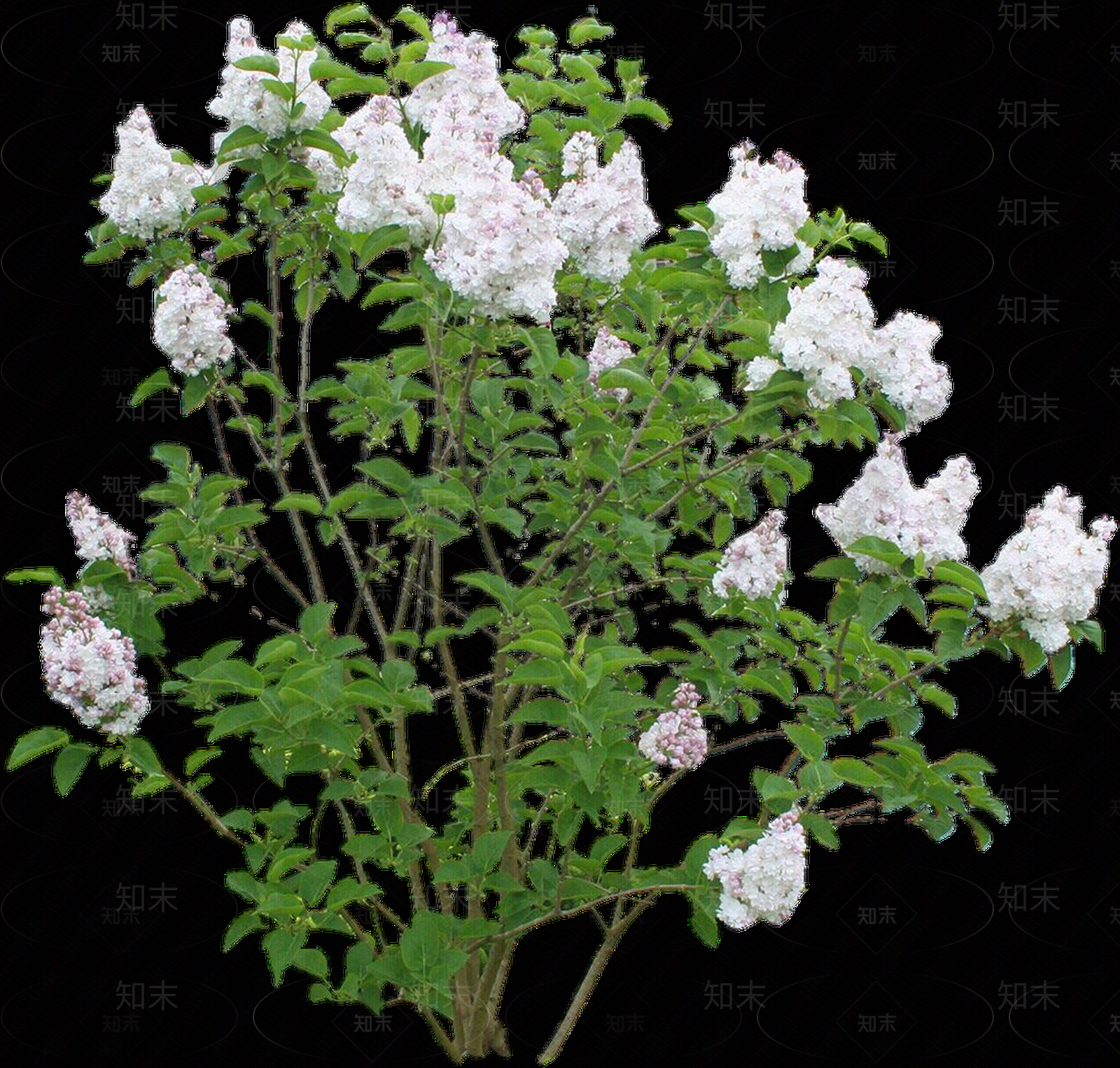 PNG免抠丁香（落叶灌木）贴图下载【ID:1156053572】