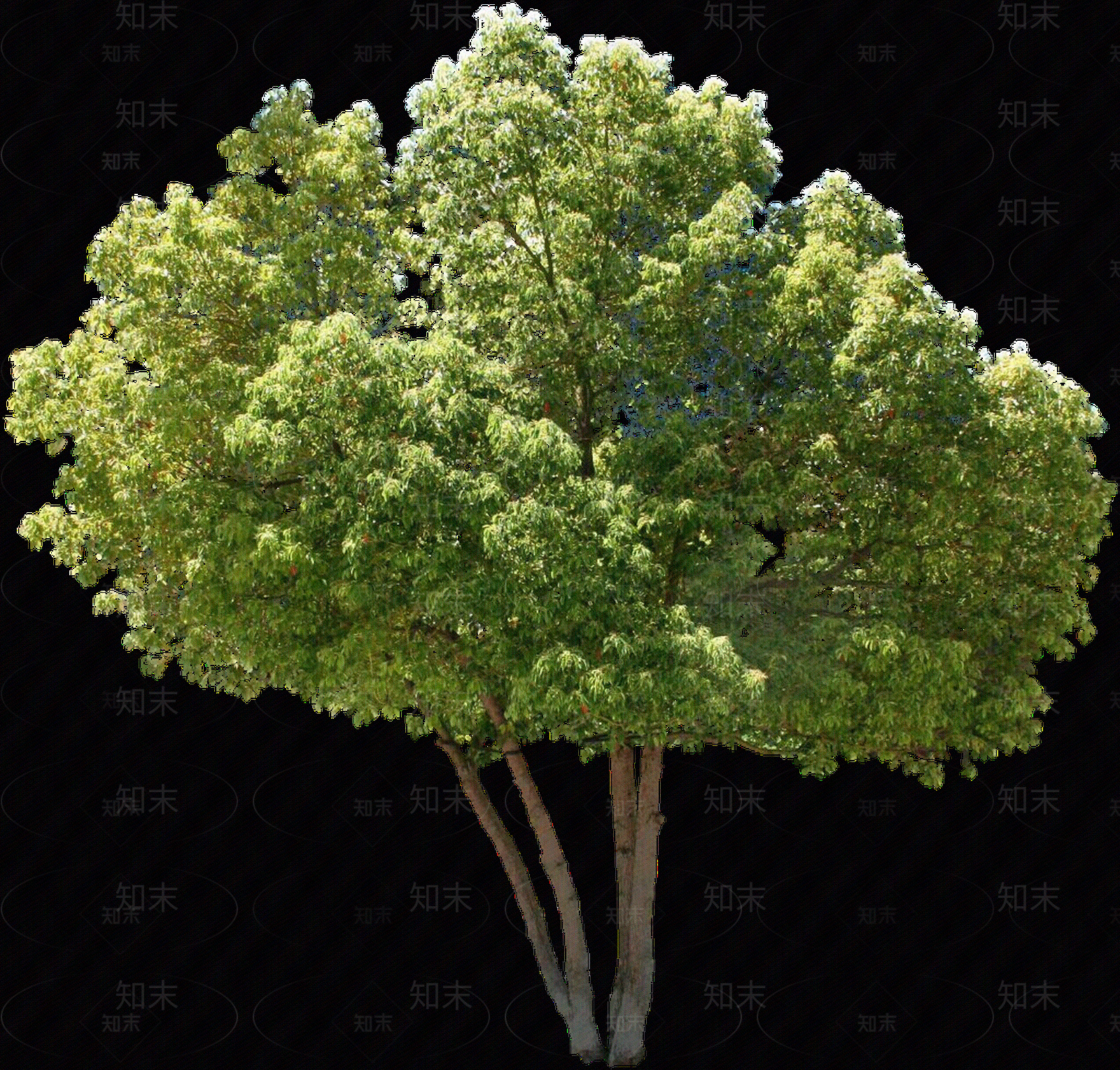 PNG免抠豆梨（落叶乔木）贴图下载【ID:1156077089】