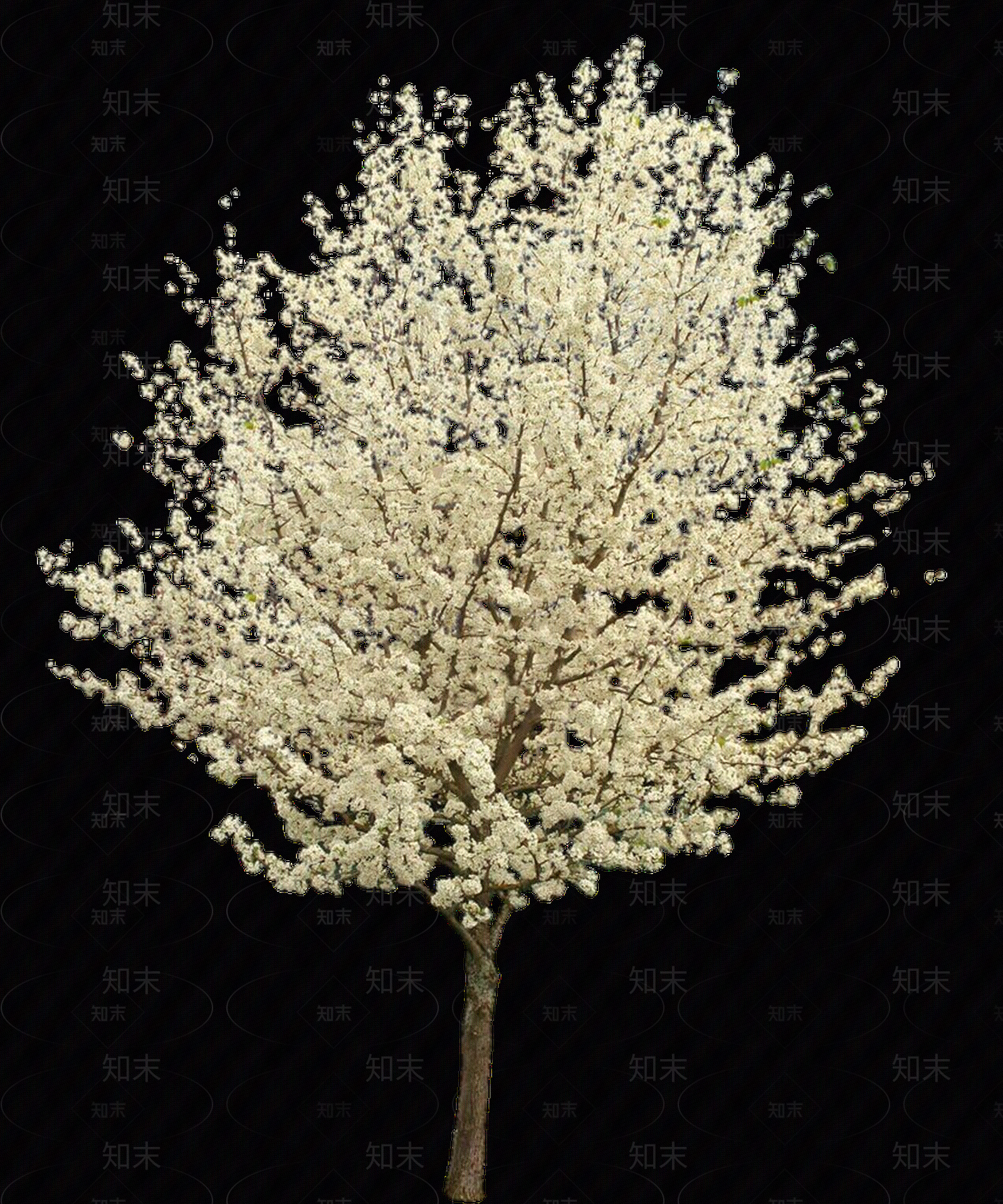 PNG免抠豆梨（落叶乔木）贴图下载【ID:1156077196】