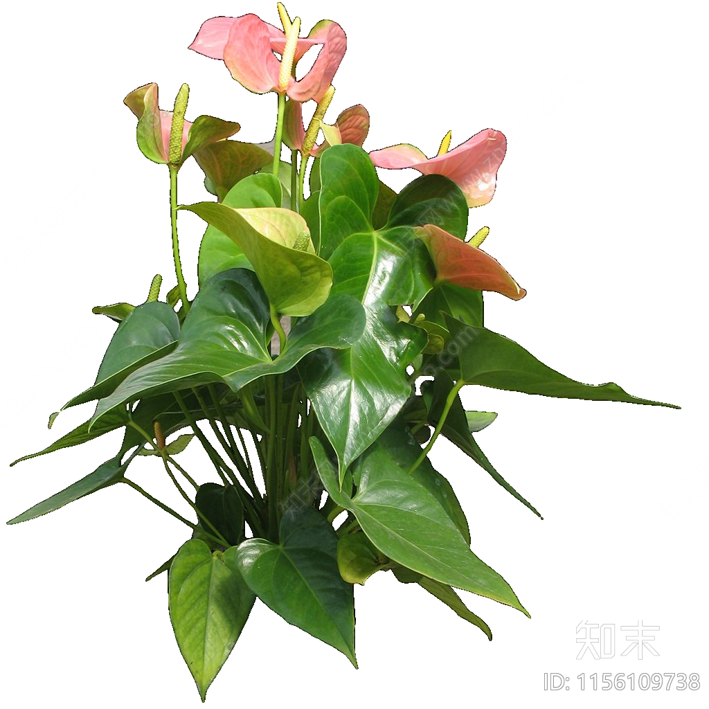 PNG免抠红掌（室内植物）贴图下载【ID:1156109738】