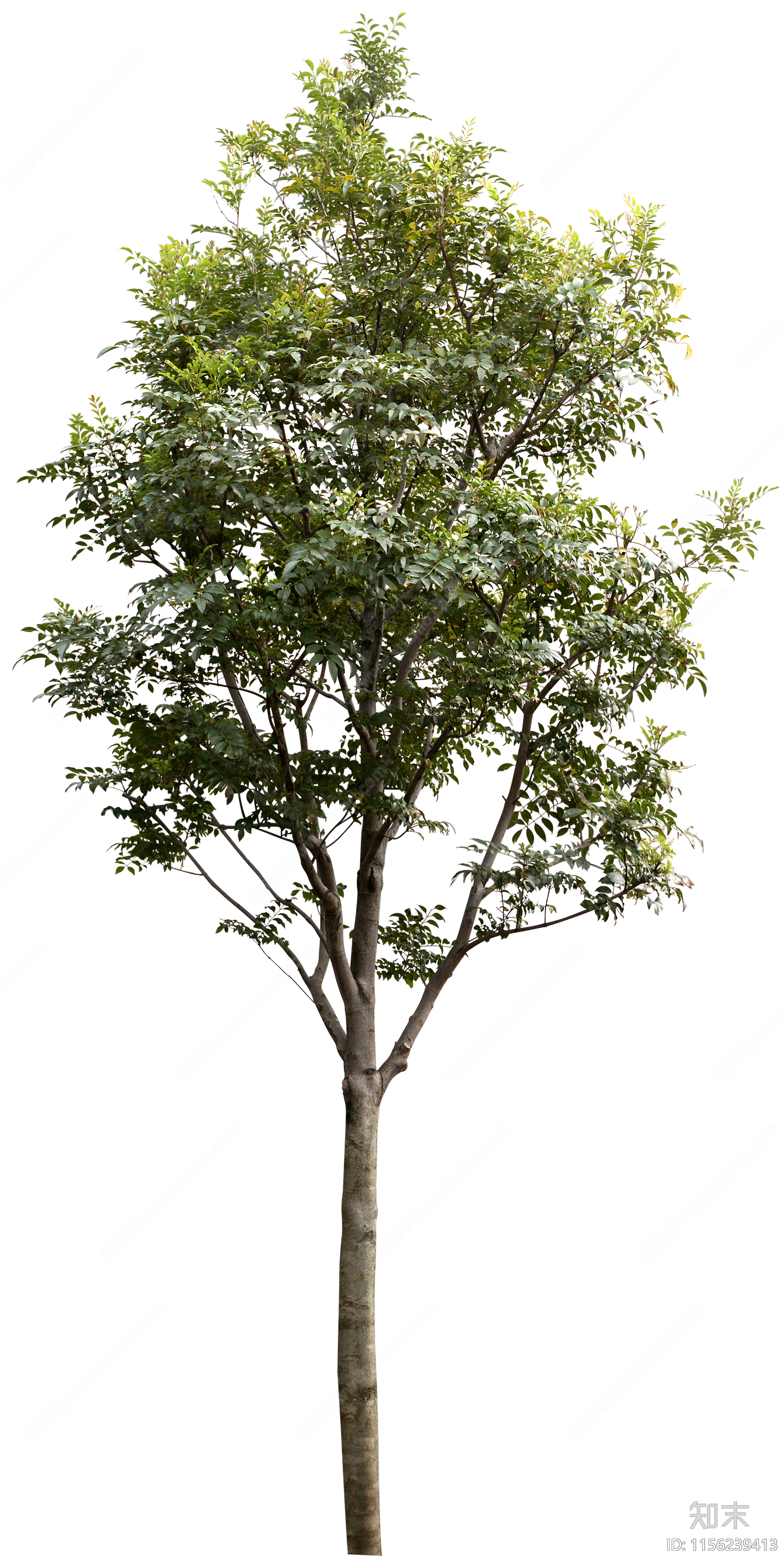 psd免抠植物乔木树木景观树庭院树鸟瞰树行道树贴图