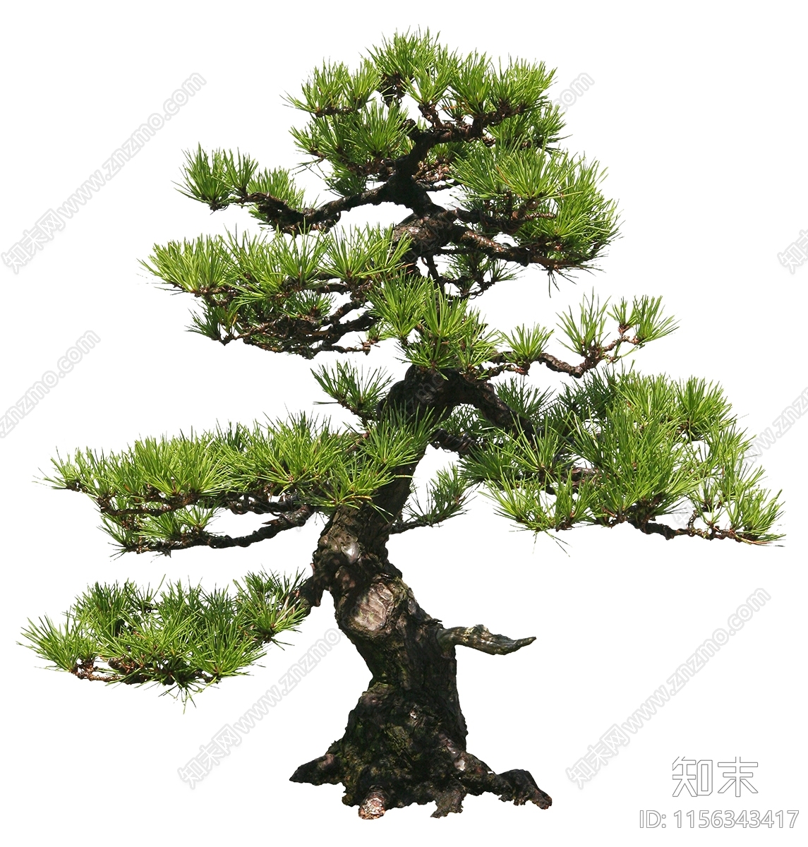 PSD免抠台湾松树黄山松天日松油松下载【ID:1156343417】undefined