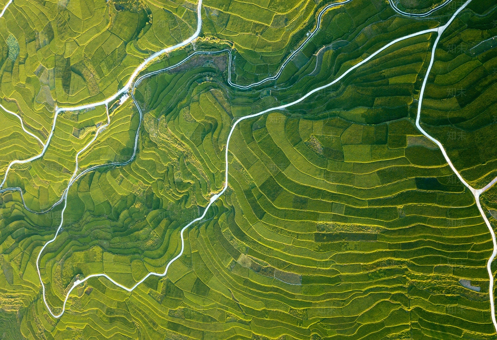 农田菜地平面贴图下载【ID:1156363102】