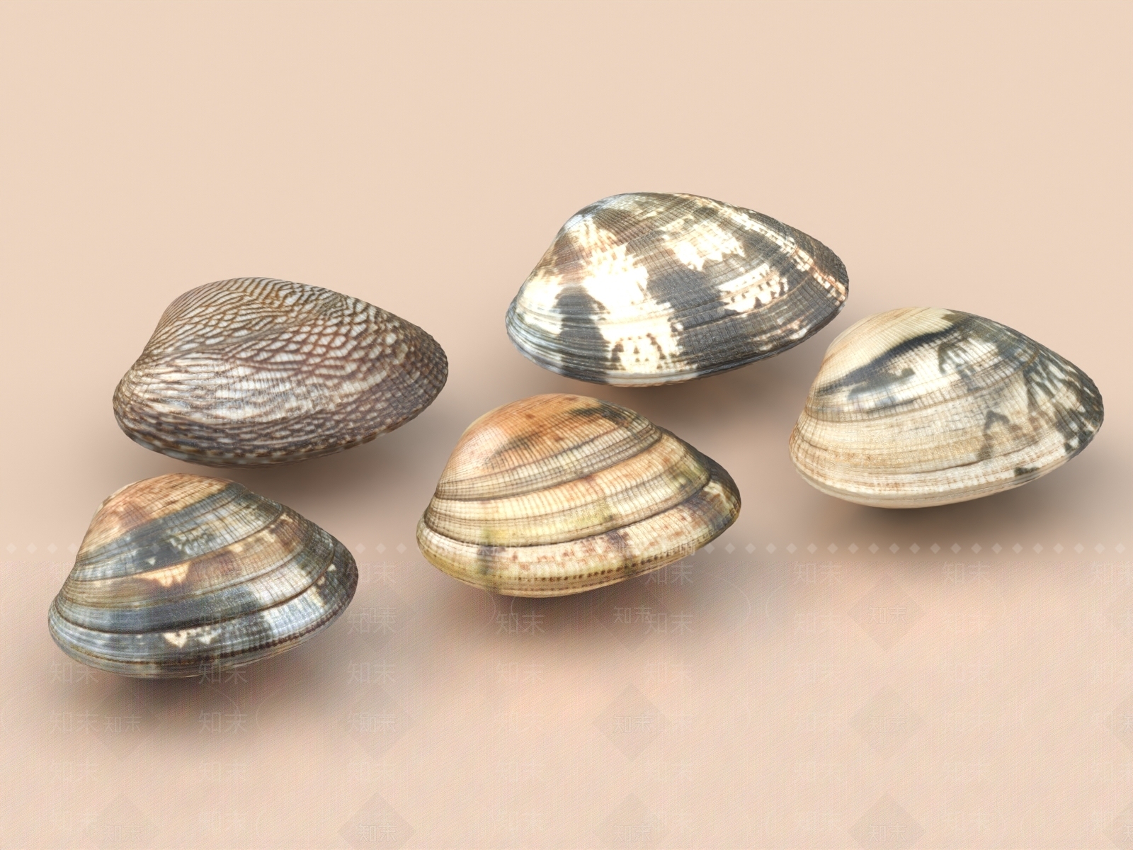河蚌3D模型下载【ID:1156392604】