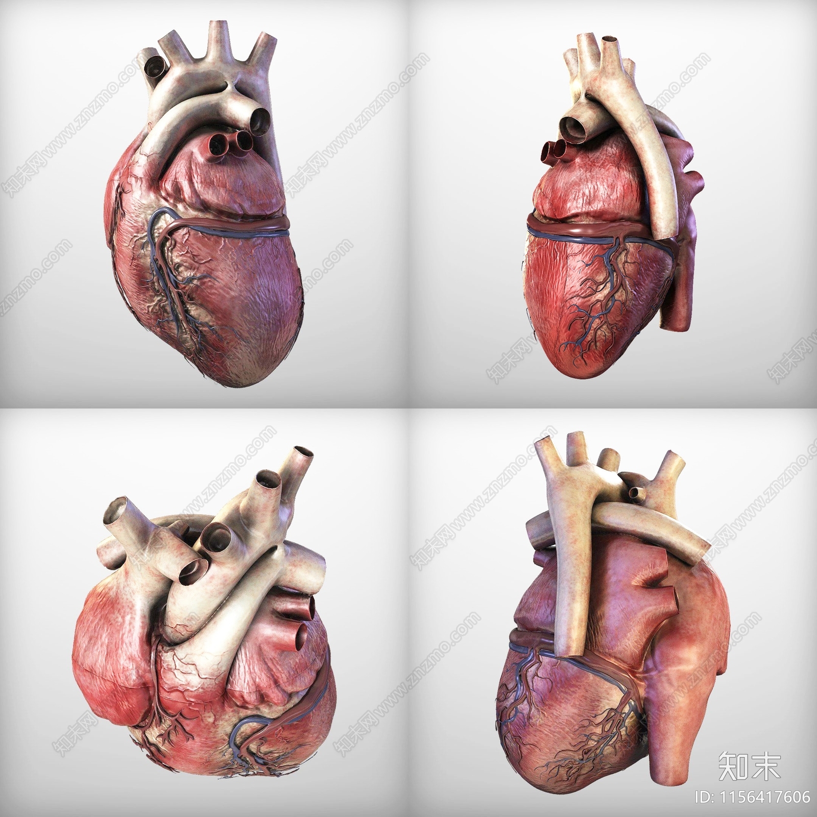 人体心脏医疗器材3D模型下载【ID:1156417606】