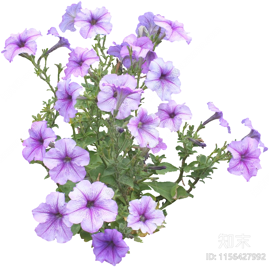 草本花卉设计素材精品下载_知末网