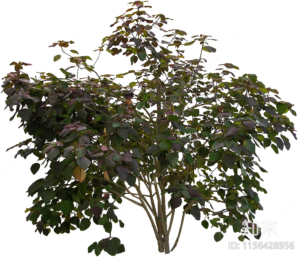 png免抠俏黄栌下载【ID:1156428956】undefined