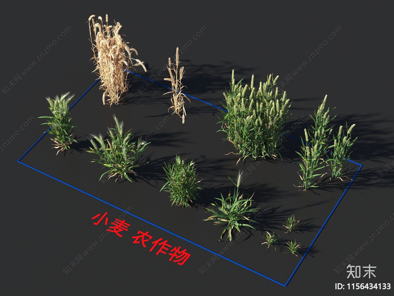 小麦3D模型下载【ID:1156434133】