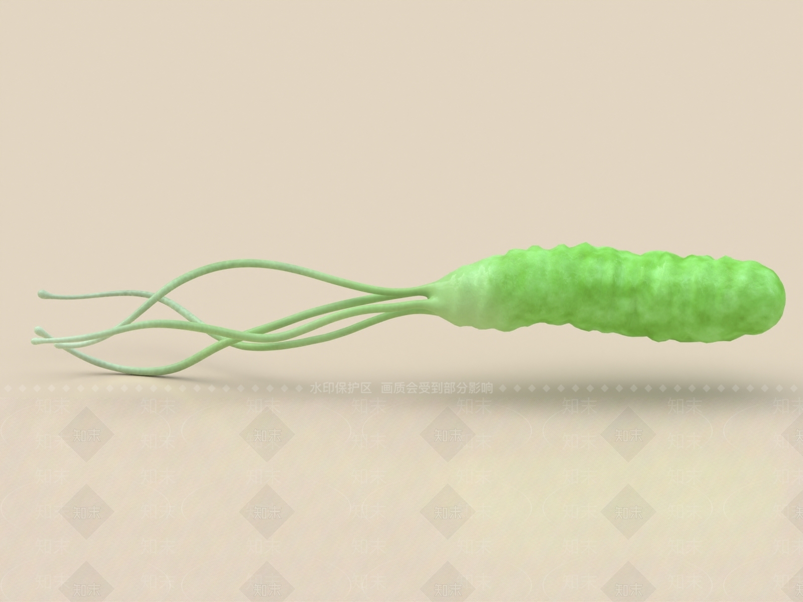 幽门螺杆菌3D模型下载【ID:1156482807】