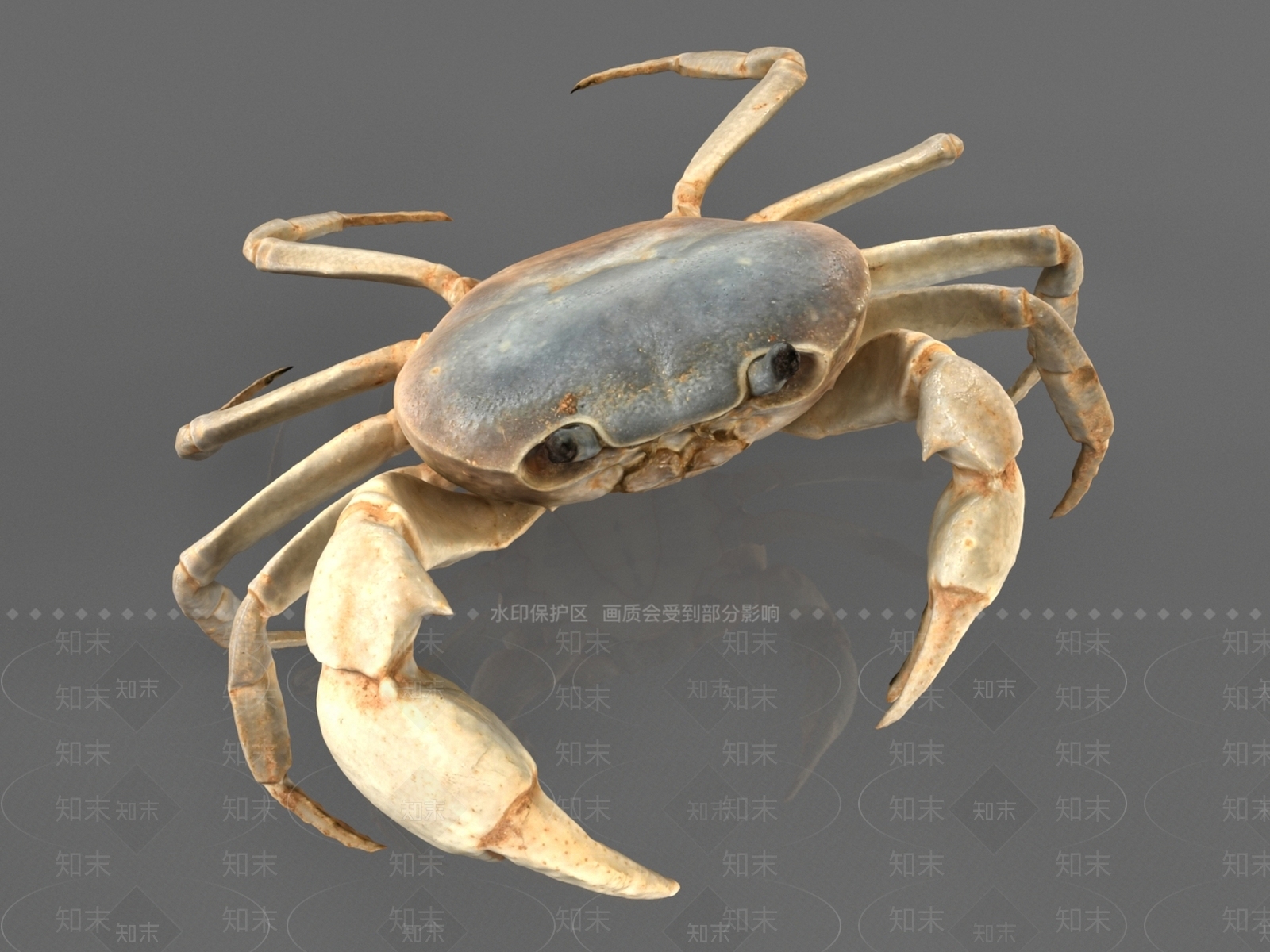 淡水蟹3D模型下载【ID:1156494470】