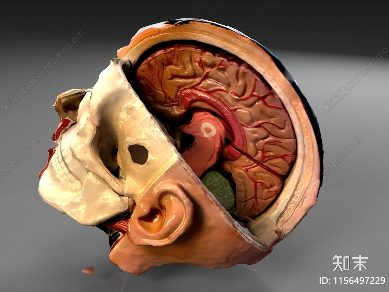 大脑结构3D模型下载【ID:1156497229】