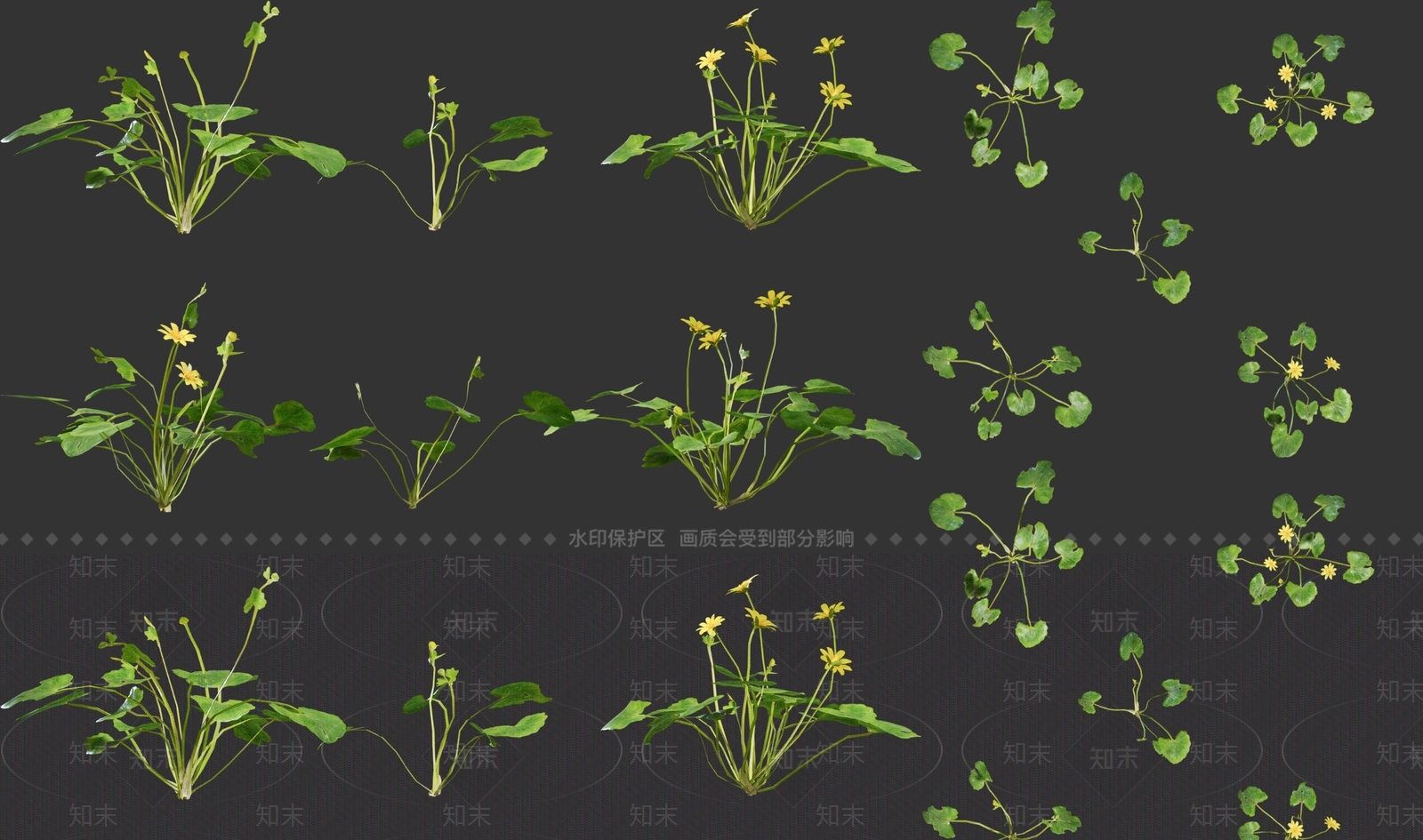 现代白屈菜山黄连草药3D模型下载【ID:1160319959】