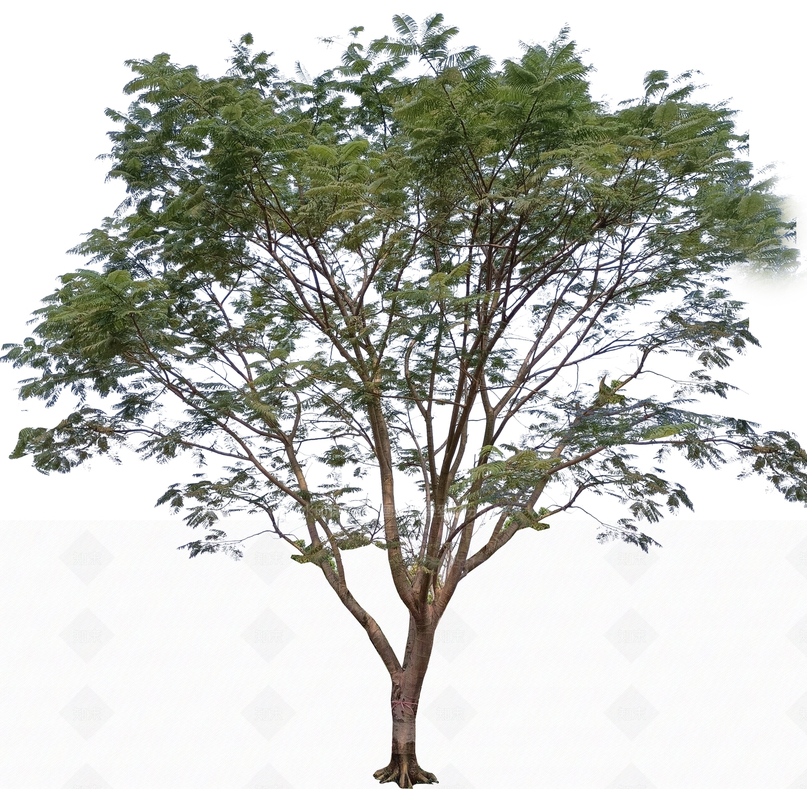 2D蓝花楹凤凰木主景行道树SU模型下载【ID:1156530170】