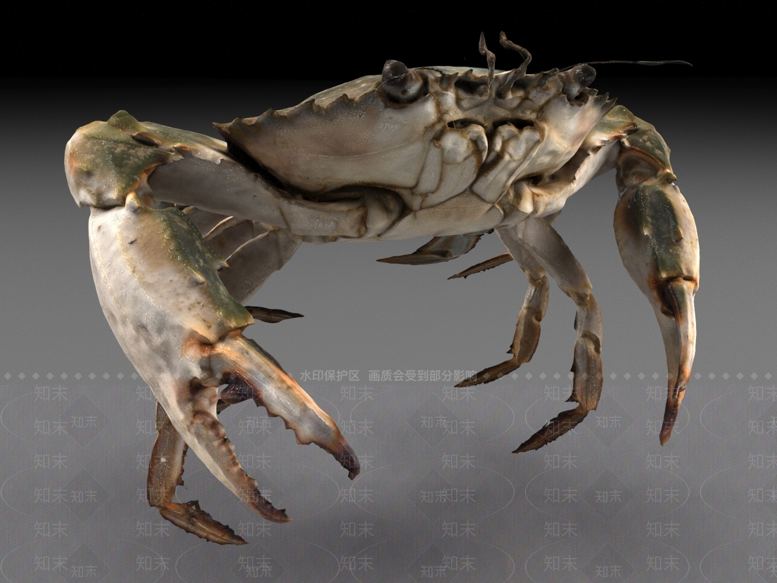 河蟹3D模型下载【ID:1156538624】