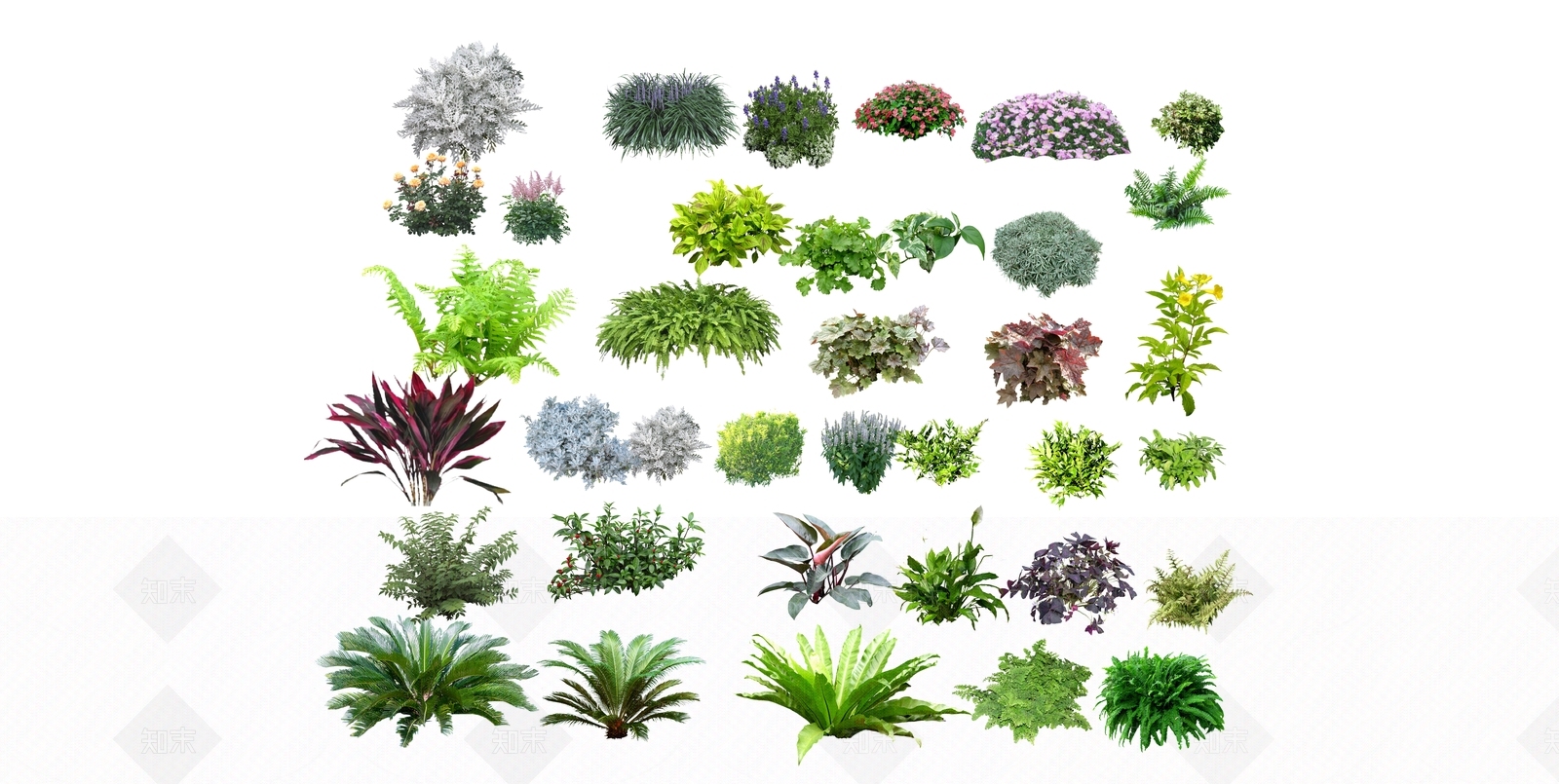 蕨类地被花卉SU模型下载【ID:1156584218】