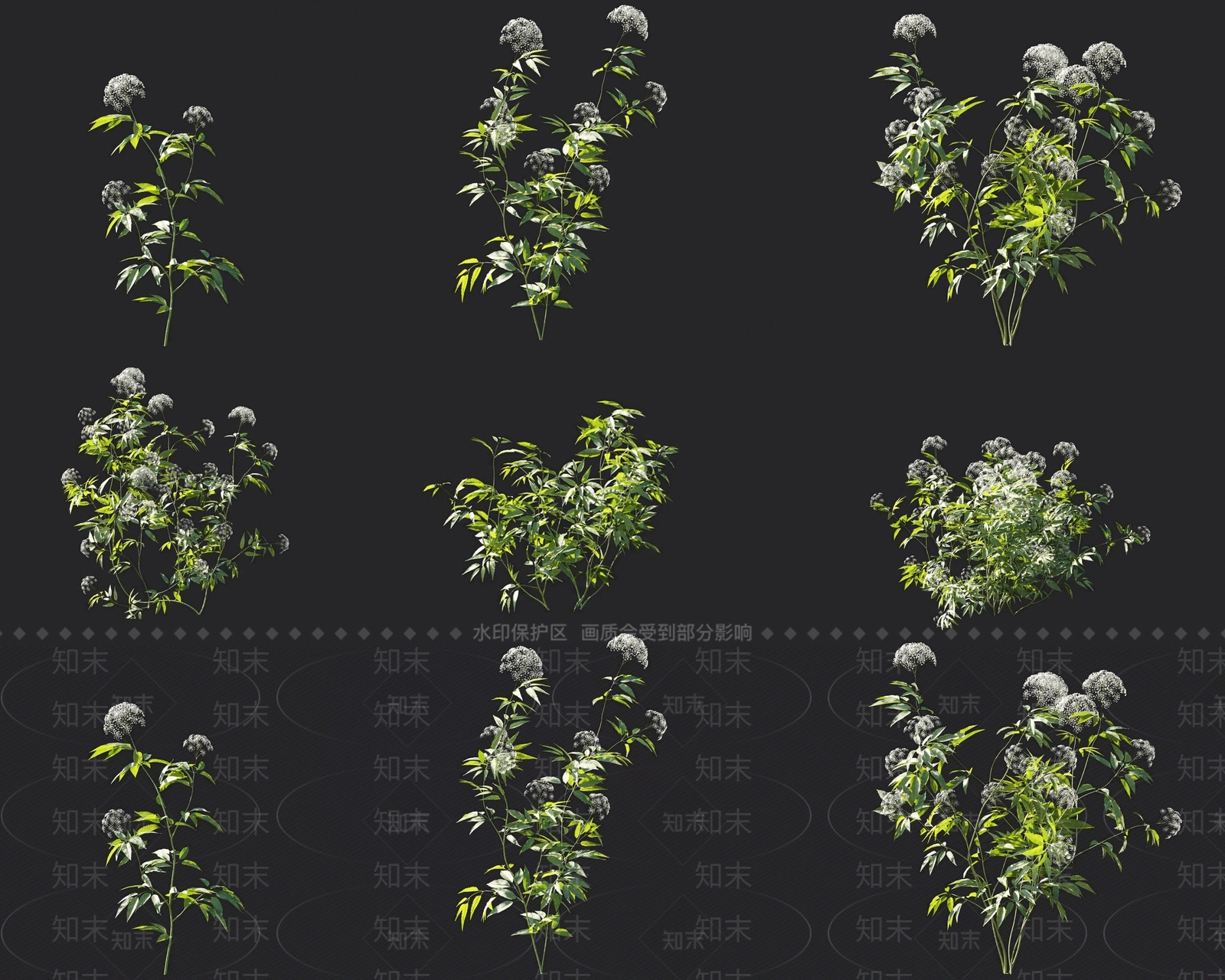 现代毒芹中草药花草花卉植物组合3D模型下载【ID:1156715311】